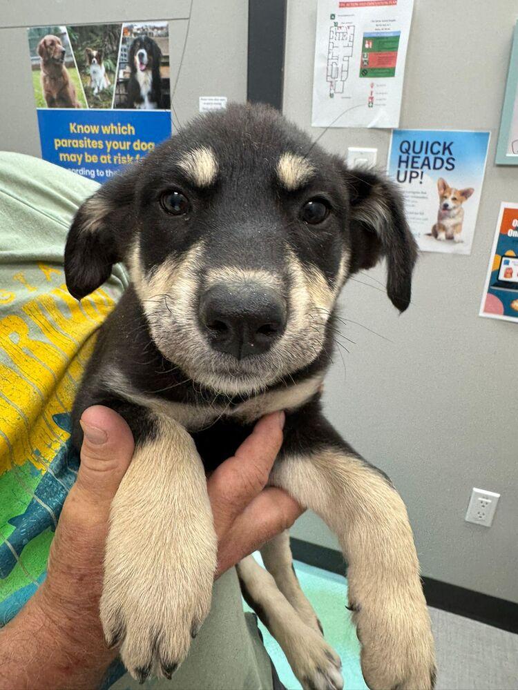 Swedish Chef, Adoptable, Puppy Female Shepherd & Mixed Breed.