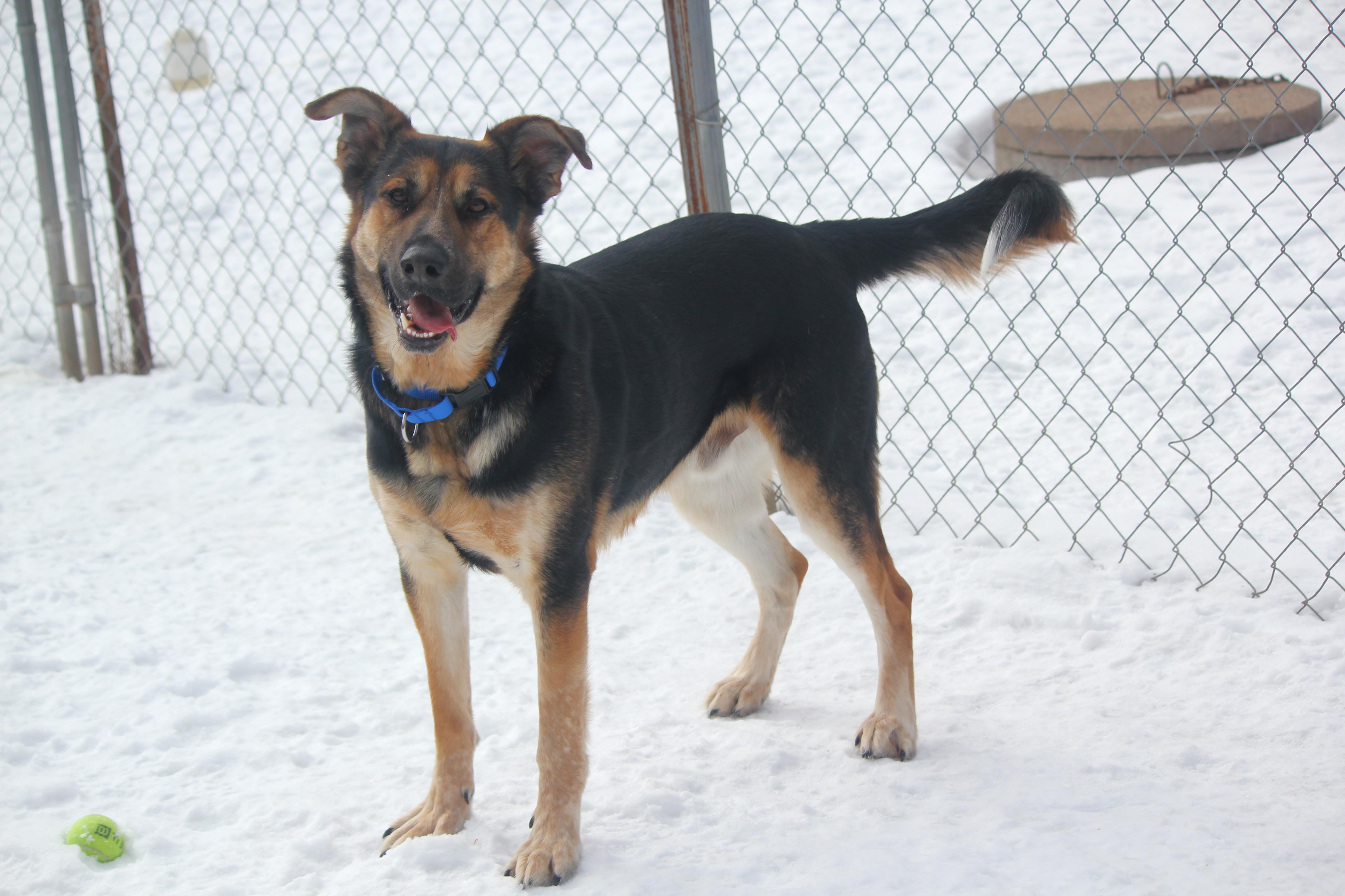 Enlarge Buddy, a ADOPTABLE mixed breed in Hayward, WI image 3/3