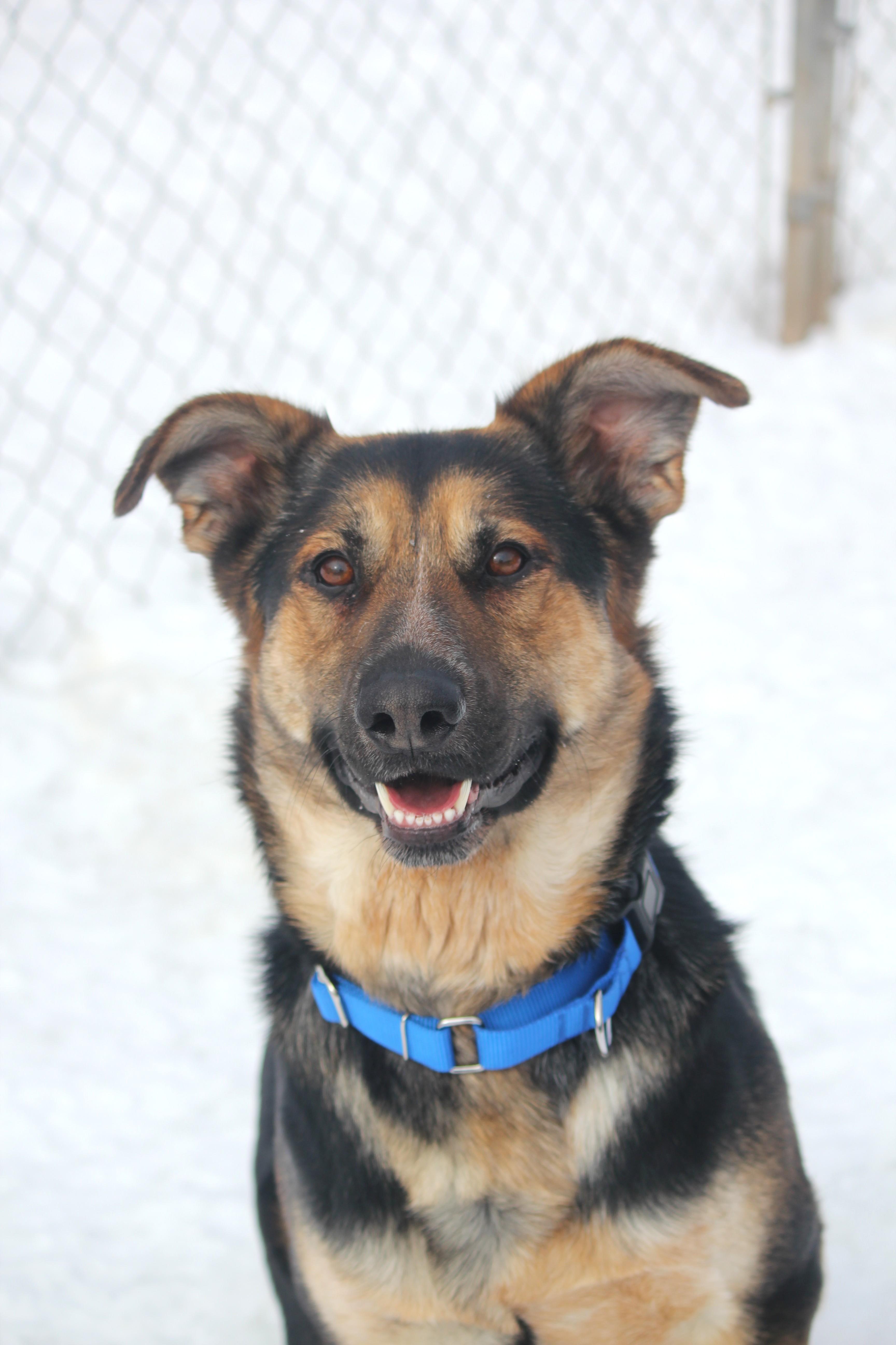 Enlarge Buddy, a ADOPTABLE mixed breed in Hayward, WI image 2/3