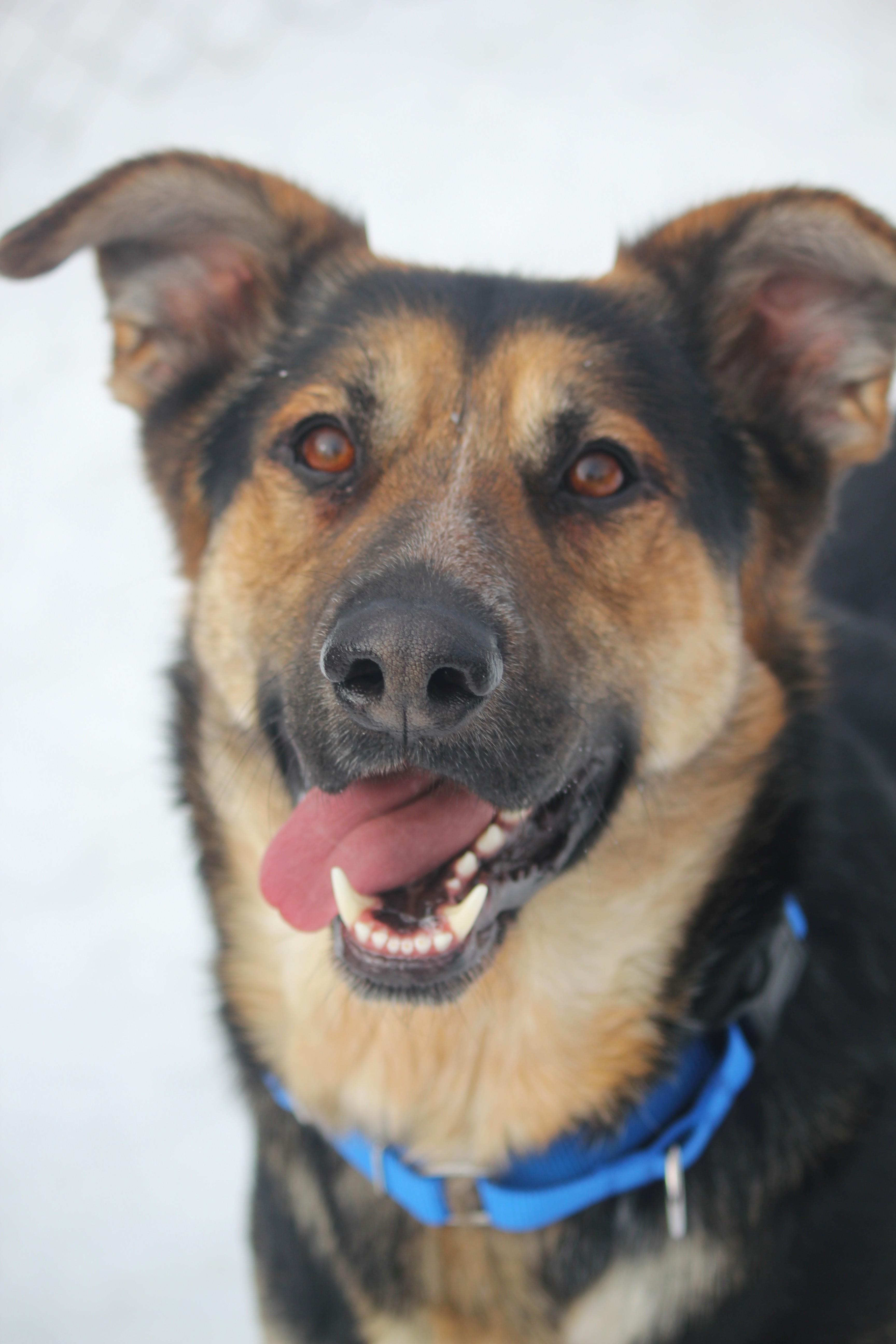 Enlarge Buddy, a ADOPTABLE mixed breed in Hayward, WI image 1/3