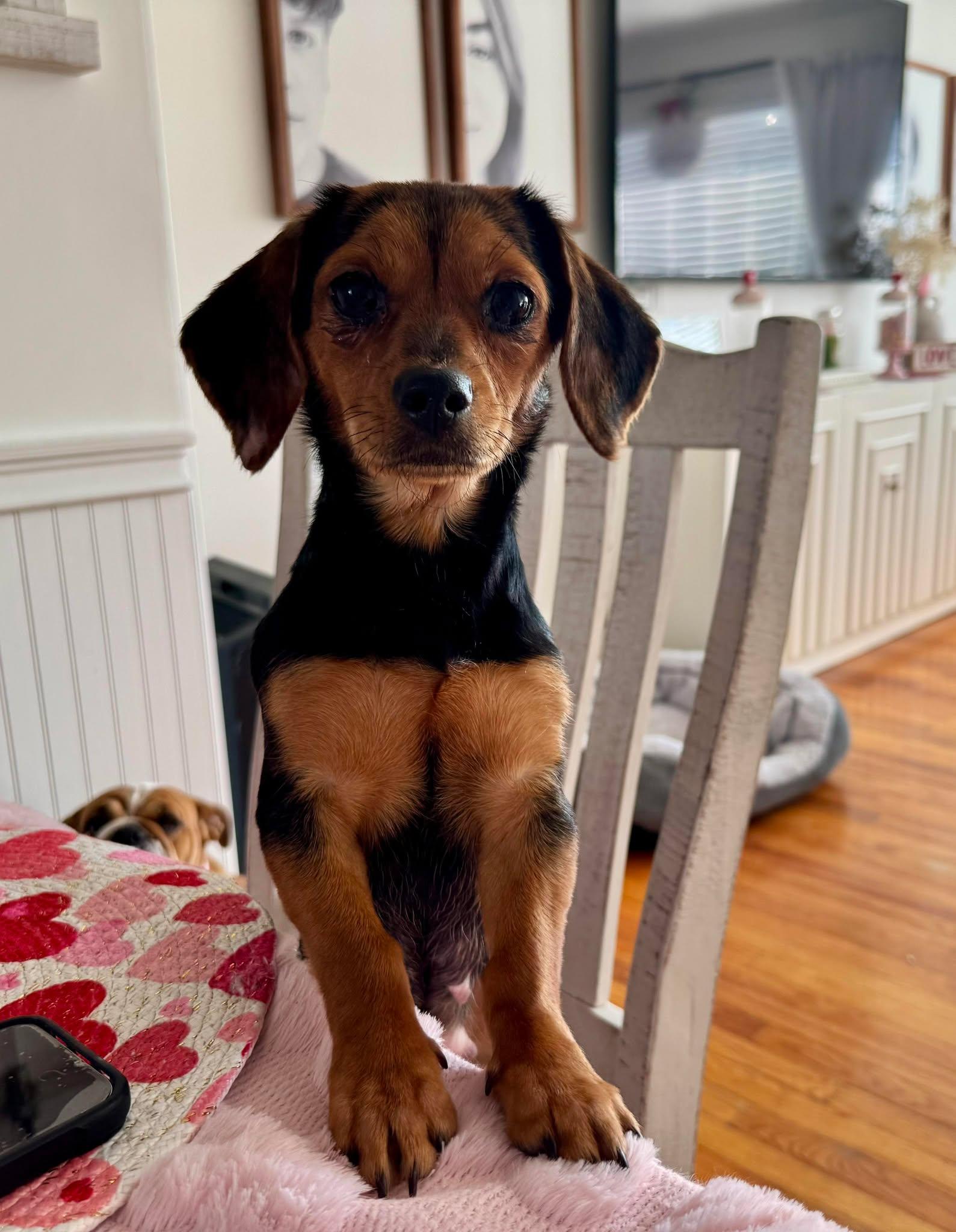 Enlarge Judy, a ADOPTABLE mixed breed in Wurtsboro, NY image 1/3