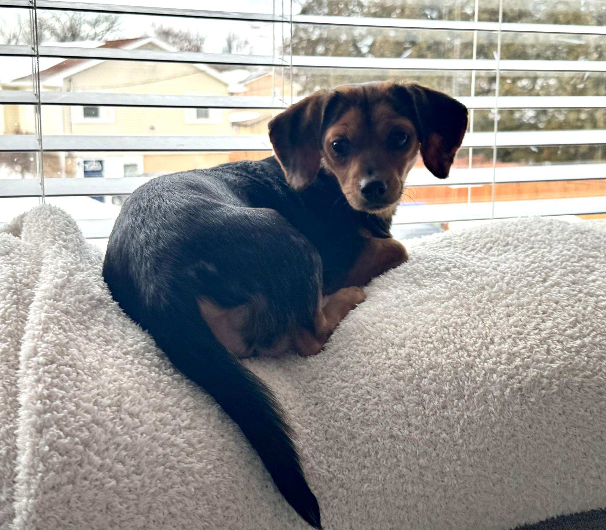 Enlarge Judy, a ADOPTABLE mixed breed in Wurtsboro, NY image 2/3