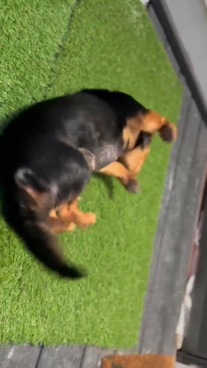 Enlarge Judy, a ADOPTABLE mixed breed in Wurtsboro, NY video 3/3