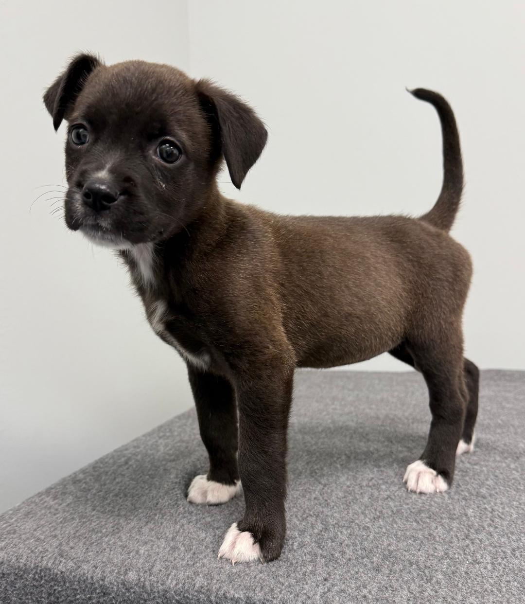 Susie Q, Adoptable, Puppy Female Mixed Breed.