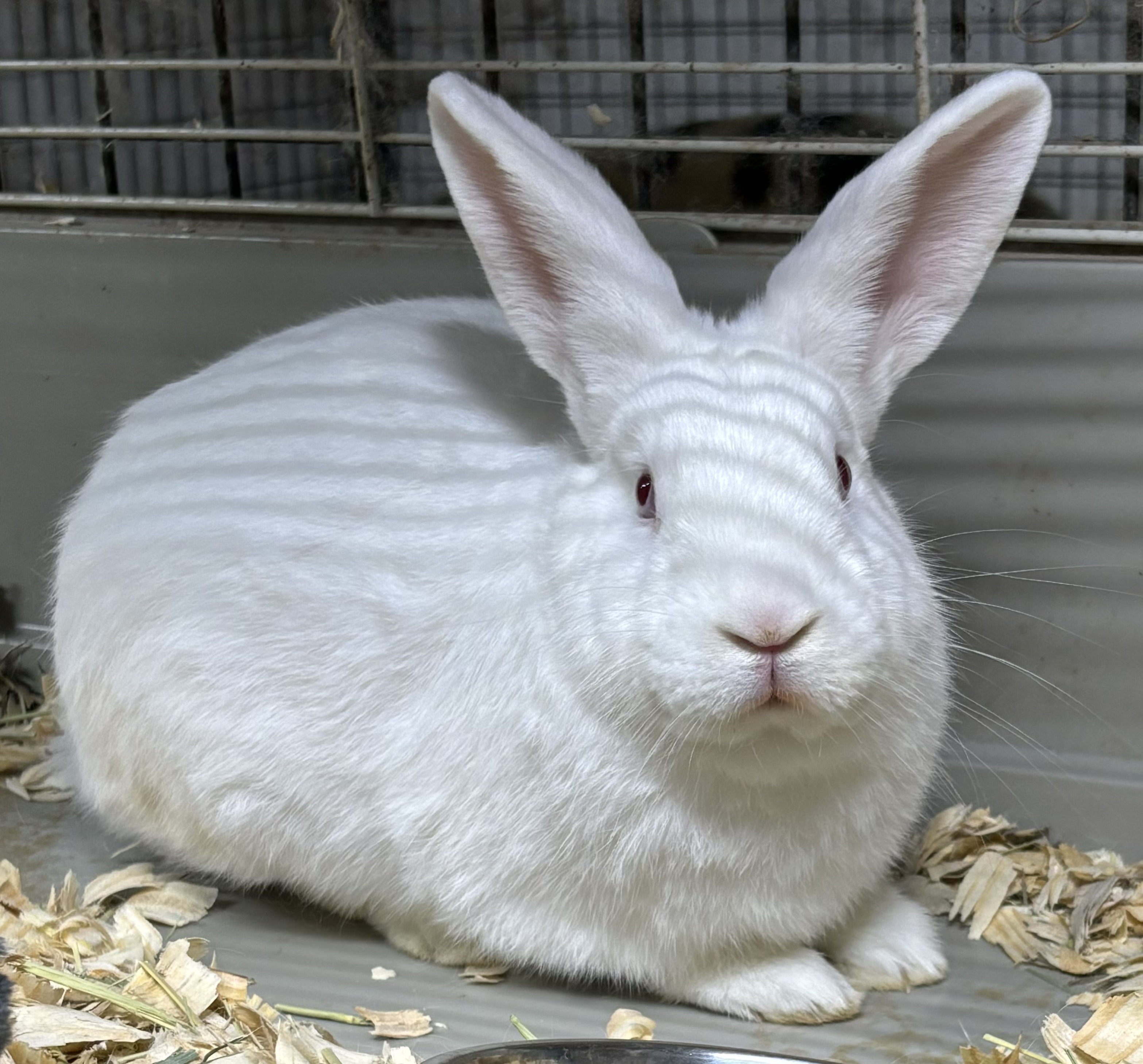 Cannoli, Adoptable, Young Male American.