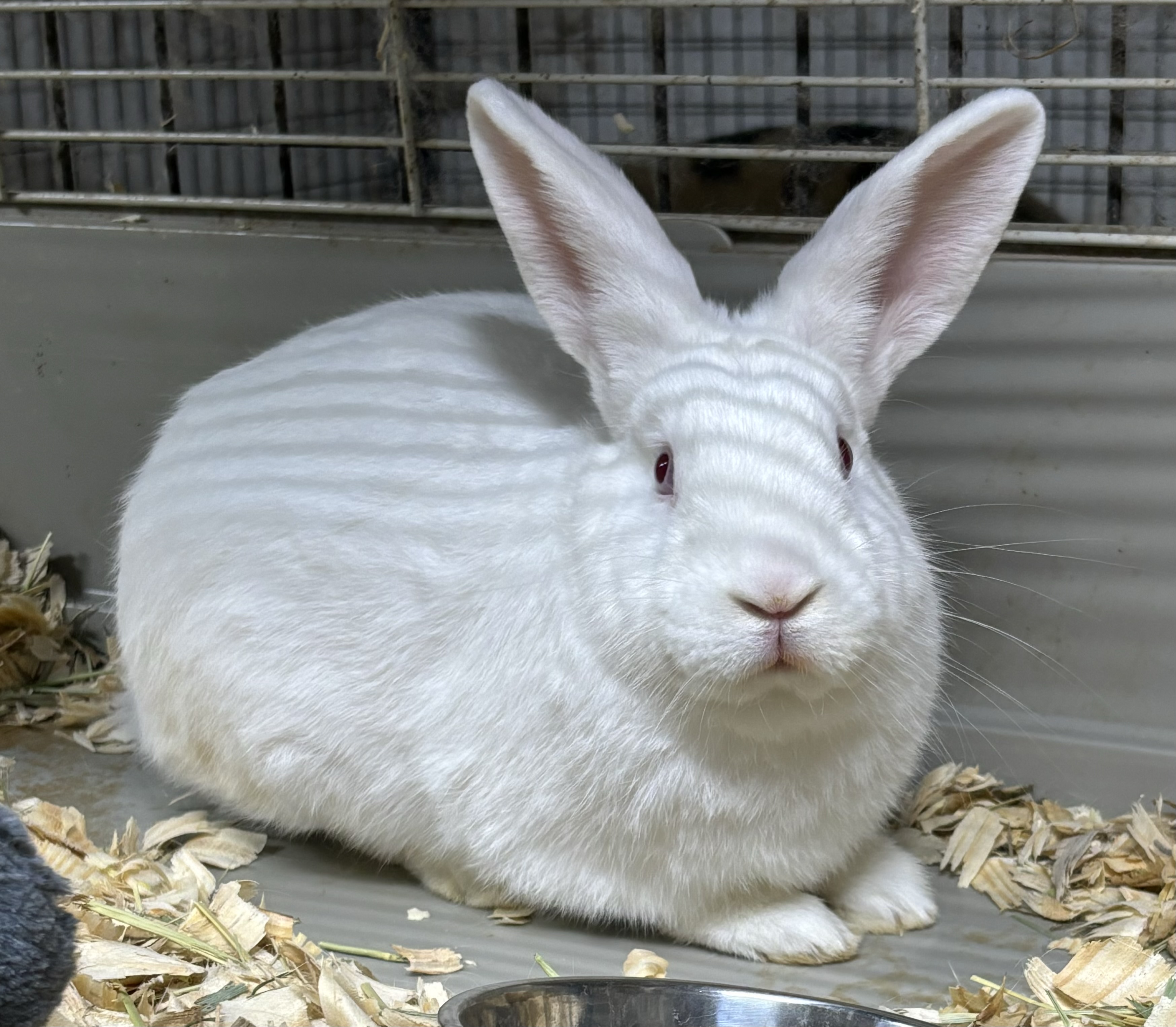 Cannoli, a Adoptable mixed breed in North Haven, CT image 2/2