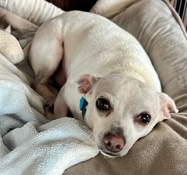 Enlarge Noveno SL11960-Thw, a Adoptable Chihuahua in Salem, OR image 2/6