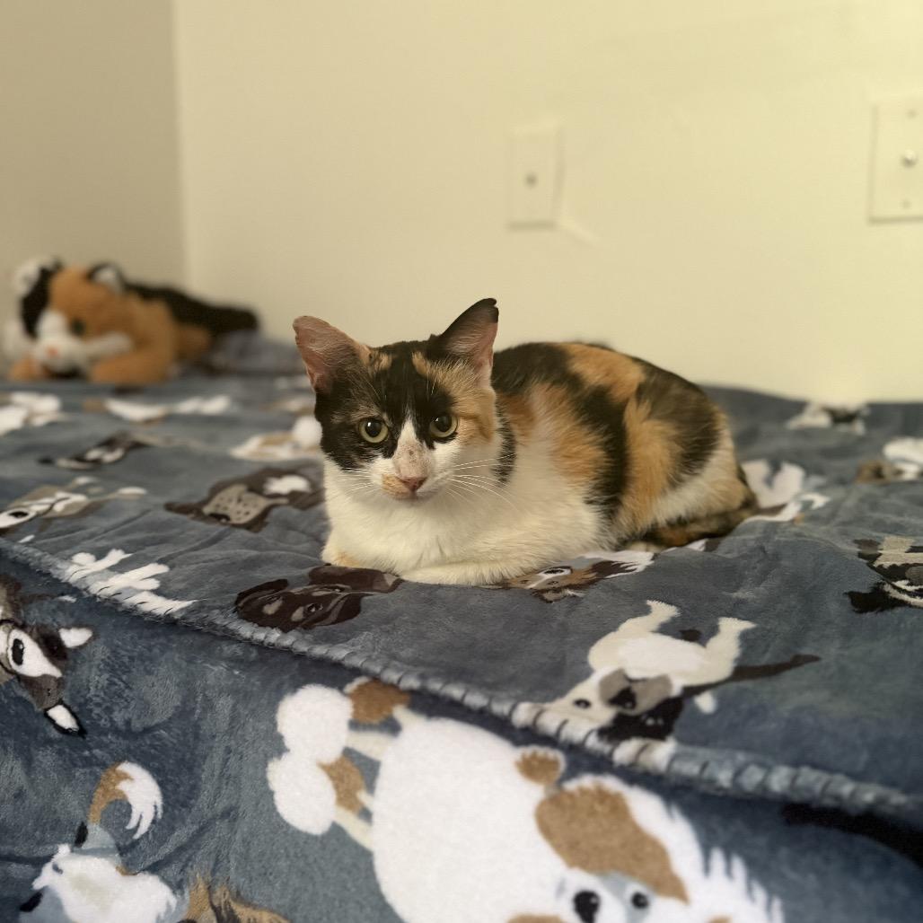 Sweet Tea, Adoptable, Young Female Domestic Short Hair.