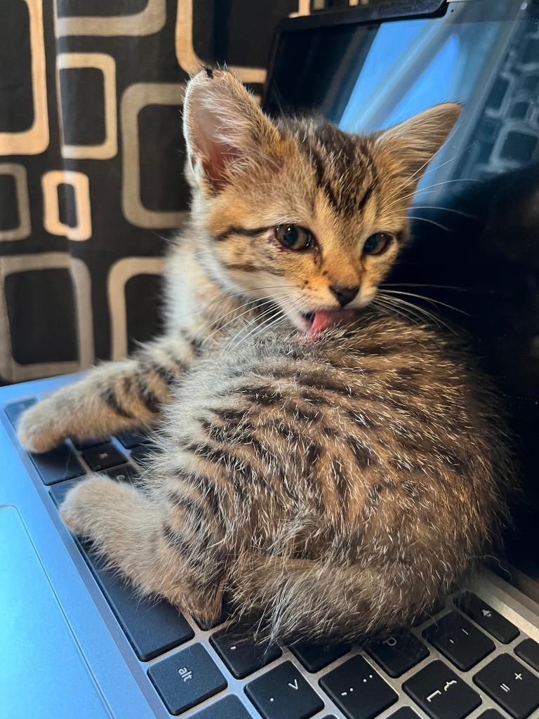 Doris, Adoptable, Kitten Female American Shorthair.