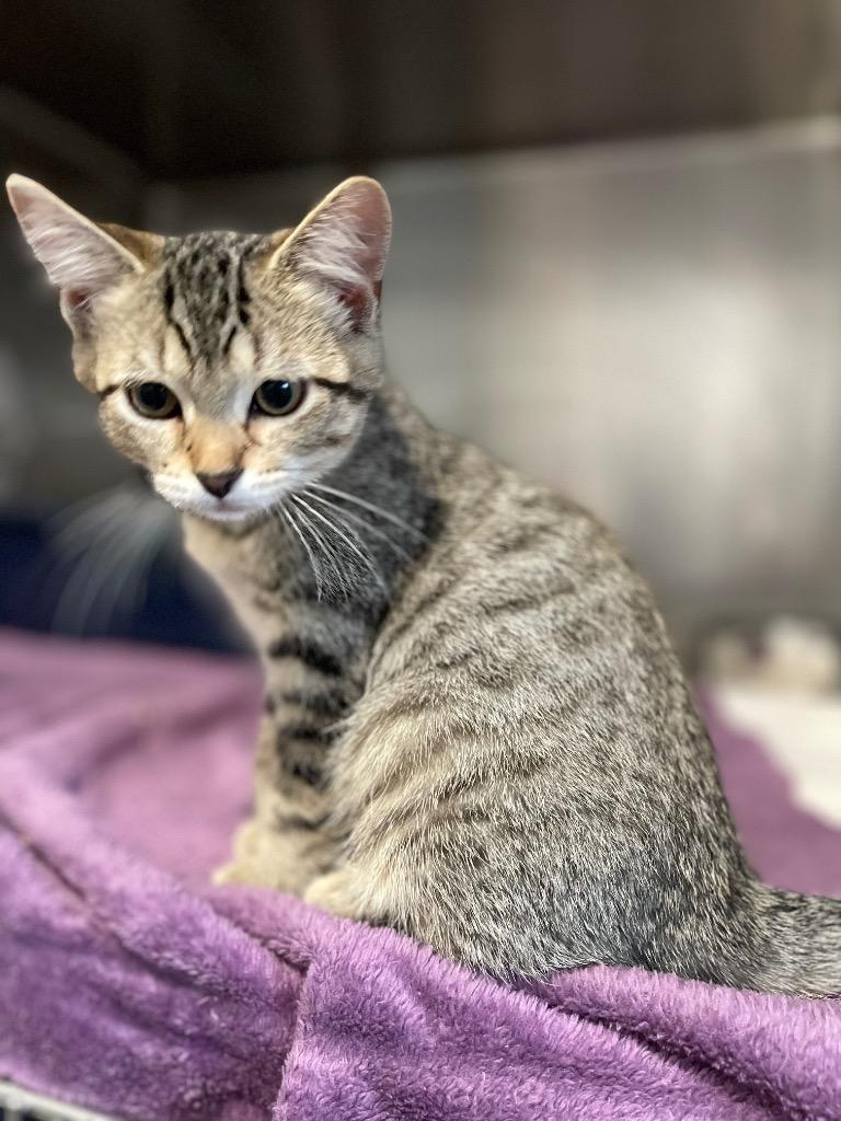 Enlarge Doris, a Adoptable American Shorthair in Ashland, WI image 2/2