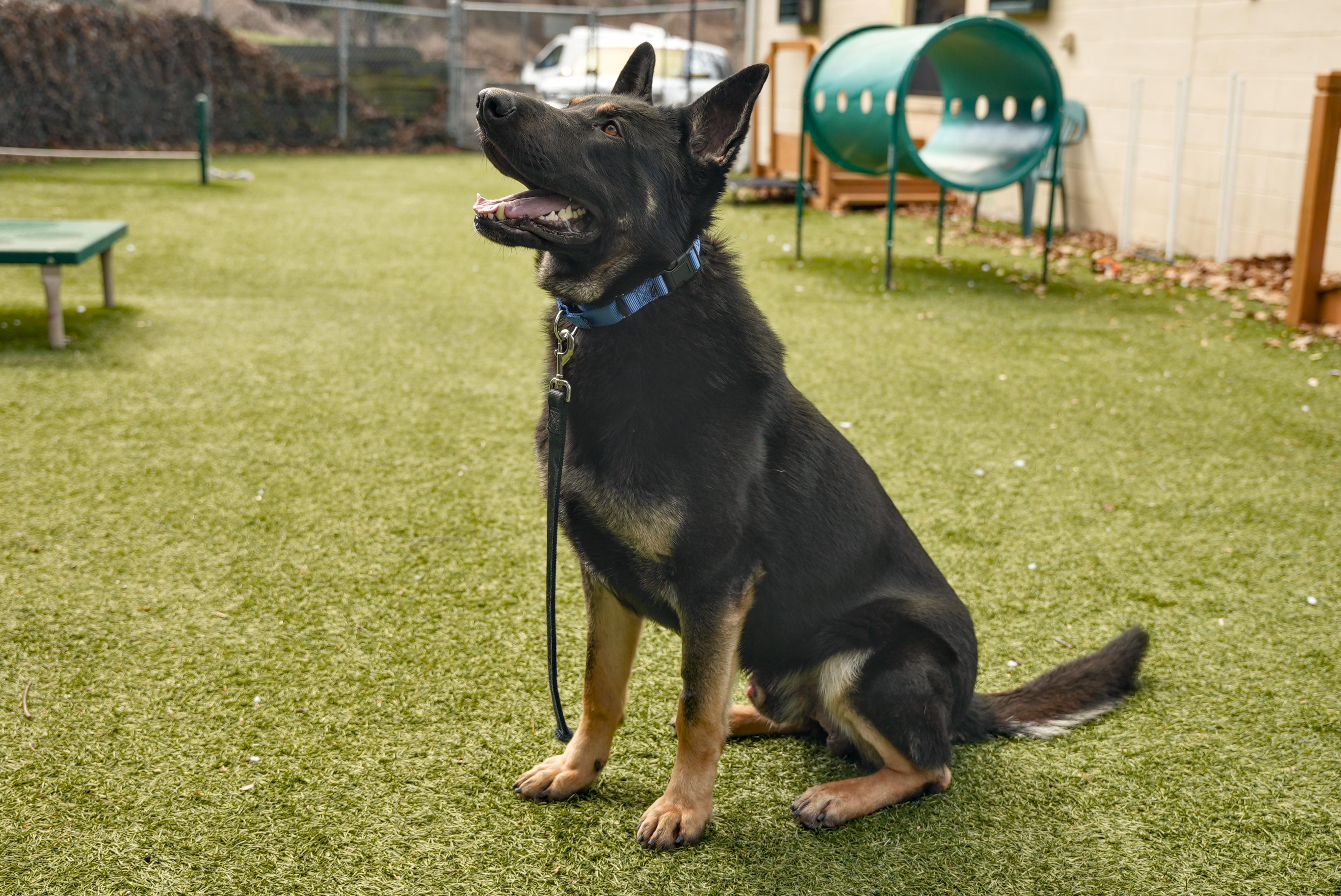 Enlarge Otto, an adopted German Shepherd Dog in Port Washington, NY image 4/5