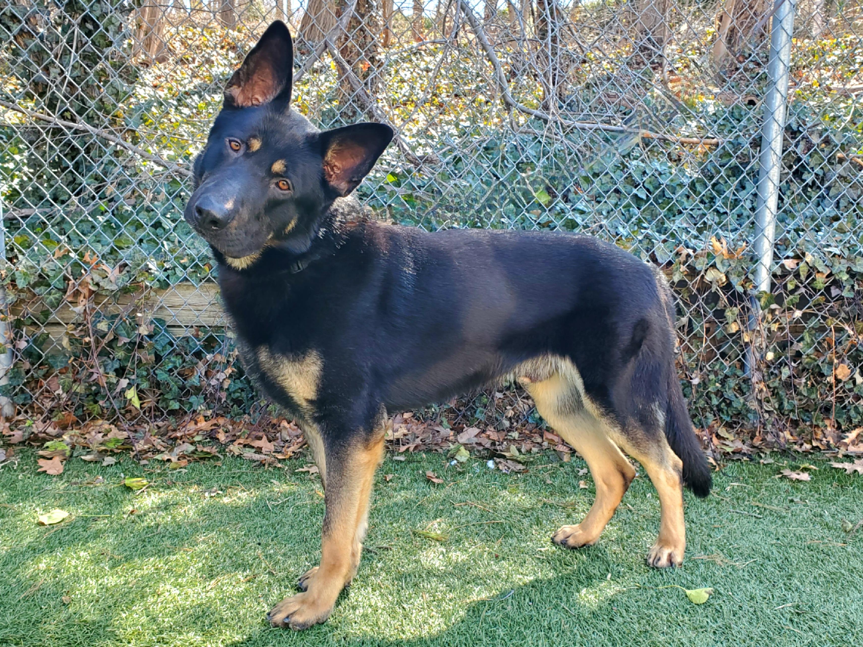 Enlarge Otto, an adopted German Shepherd Dog in Port Washington, NY image 2/5