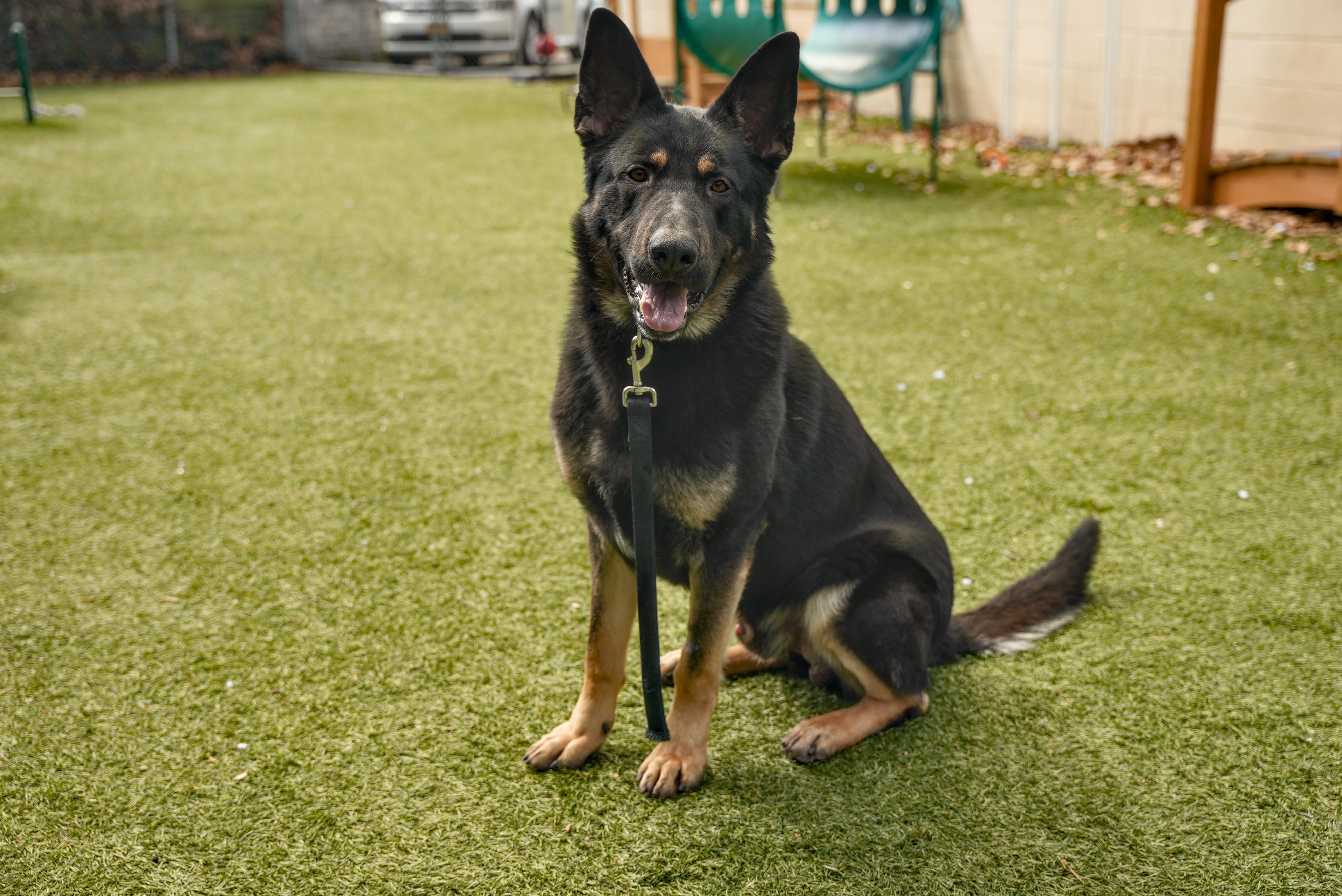 Enlarge Otto, an adopted German Shepherd Dog in Port Washington, NY image 3/5