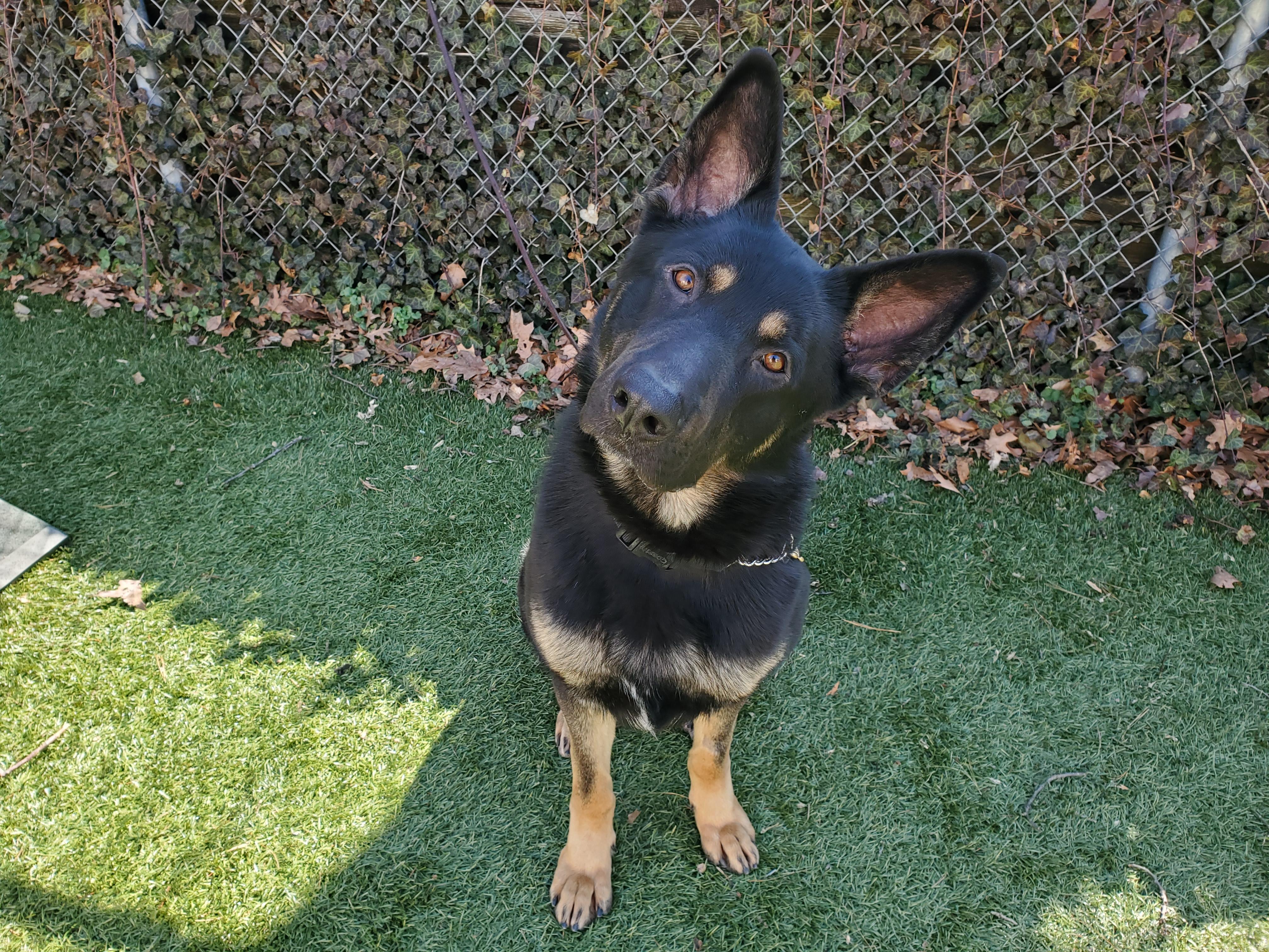 Otto, adopted, Adult Female German Shepherd Dog.