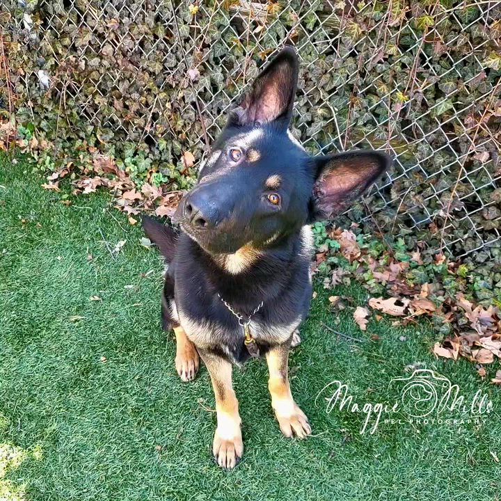 Enlarge Otto, an adopted German Shepherd Dog in Port Washington, NY video 5/5