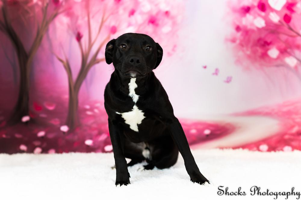 Enlarge Blackjack (26-003 D), a Adoptable mixed breed in Lansing, MI image 1/5