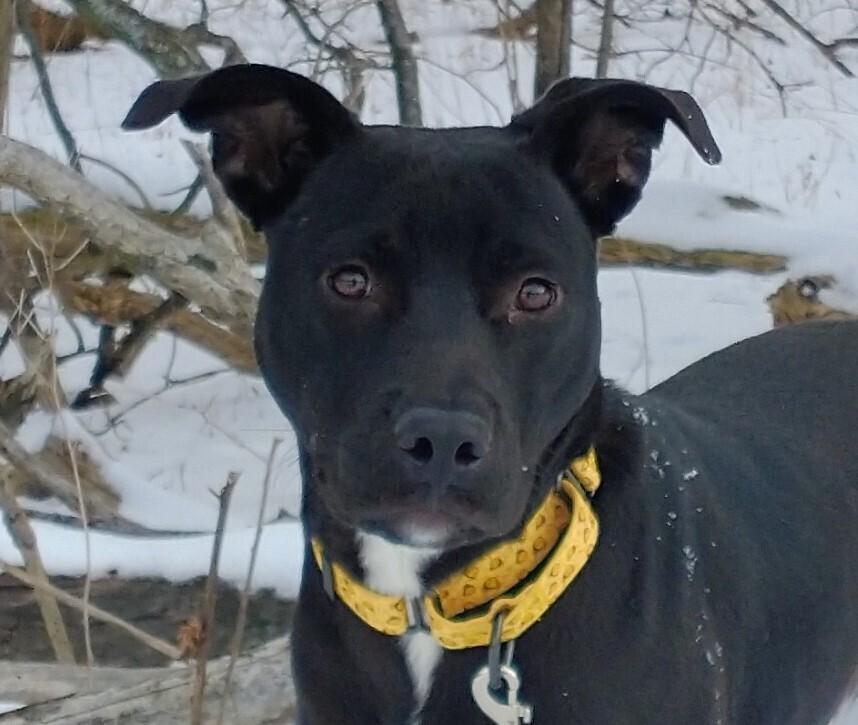 Enlarge Blackjack (26-003 D), a Adoptable mixed breed in Lansing, MI image 2/5