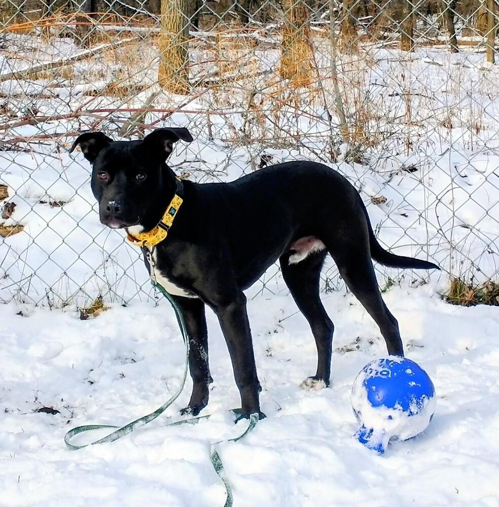 Enlarge Blackjack (26-003 D), a Adoptable mixed breed in Lansing, MI image 3/5