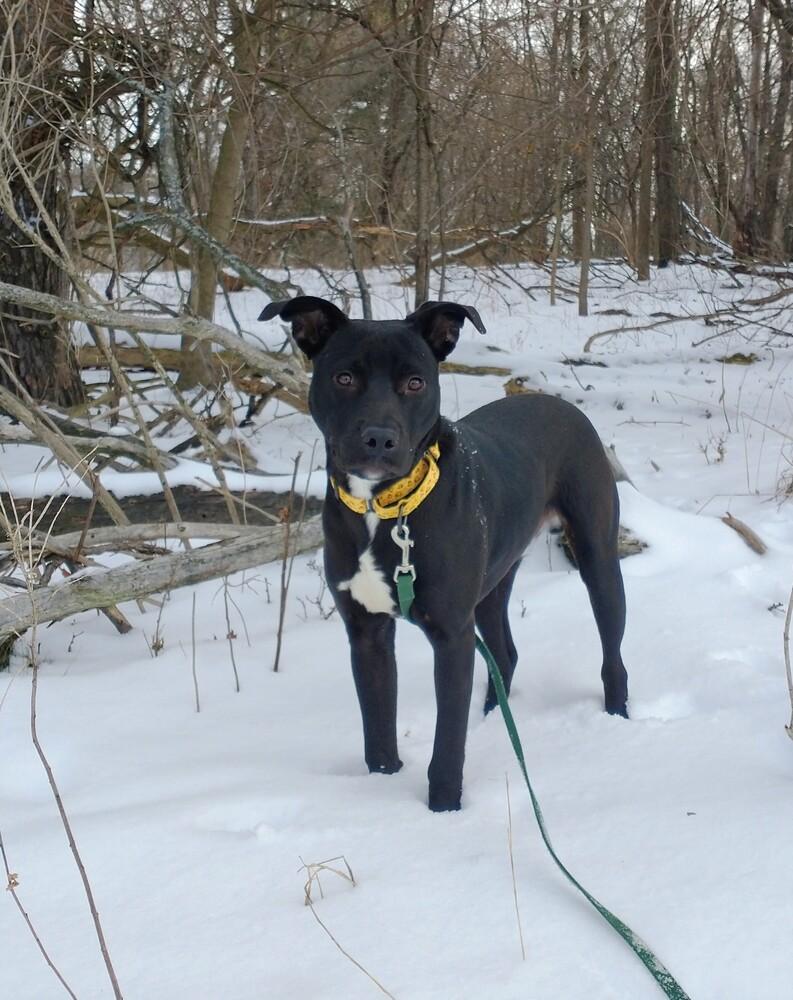Enlarge Blackjack (26-003 D), a Adoptable mixed breed in Lansing, MI image 4/5