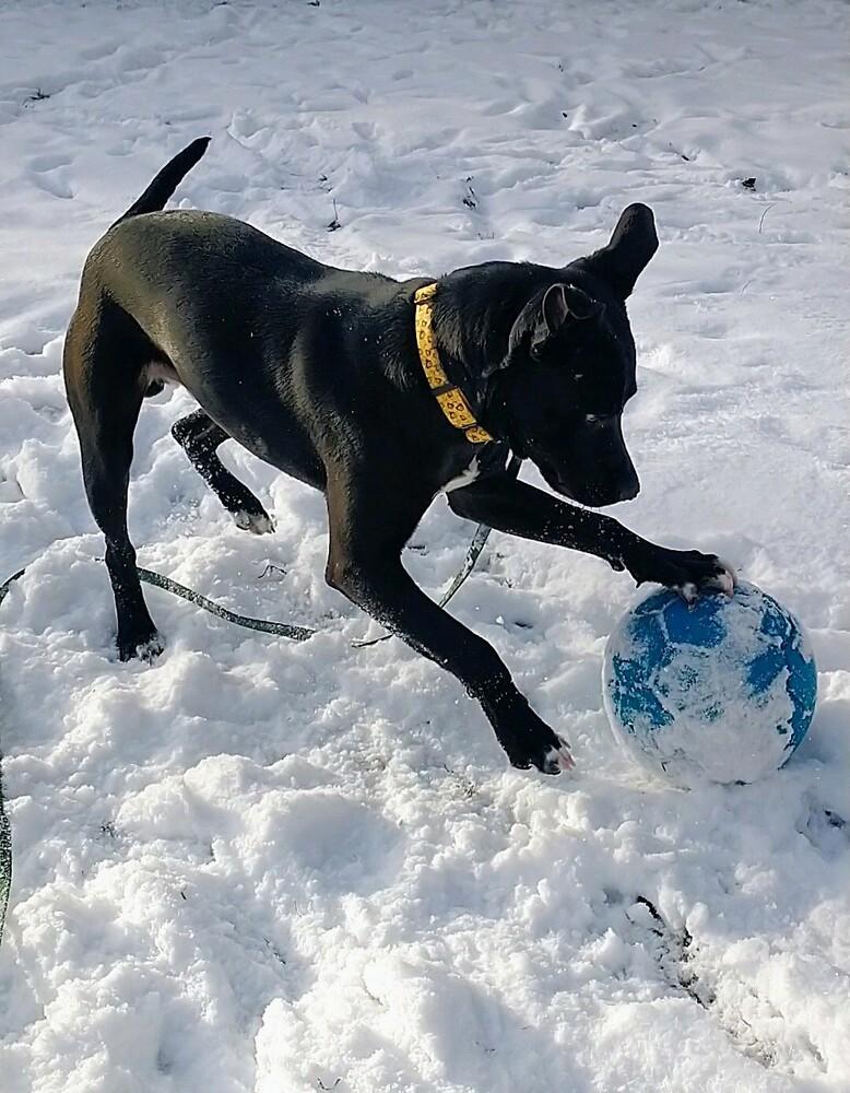 Enlarge Blackjack (26-003 D), a Adoptable mixed breed in Lansing, MI image 5/5