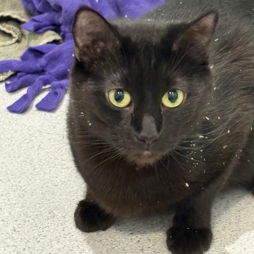 Enlarge Rome, a Adoptable Domestic Short Hair in Murray, UT image 1/4