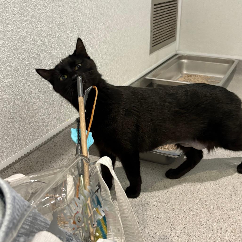 Enlarge Rome, a Adoptable Domestic Short Hair in Murray, UT image 2/4