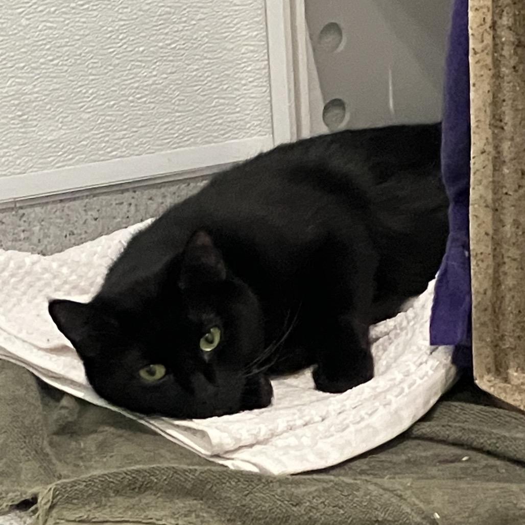 Enlarge Rome, a Adoptable Domestic Short Hair in Murray, UT image 3/4
