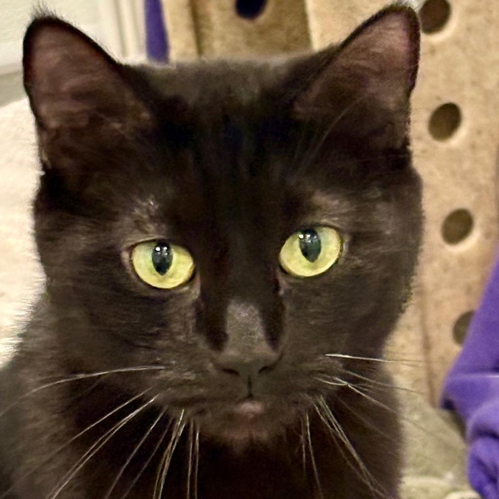 Enlarge Rome, a Adoptable Domestic Short Hair in Murray, UT image 4/4