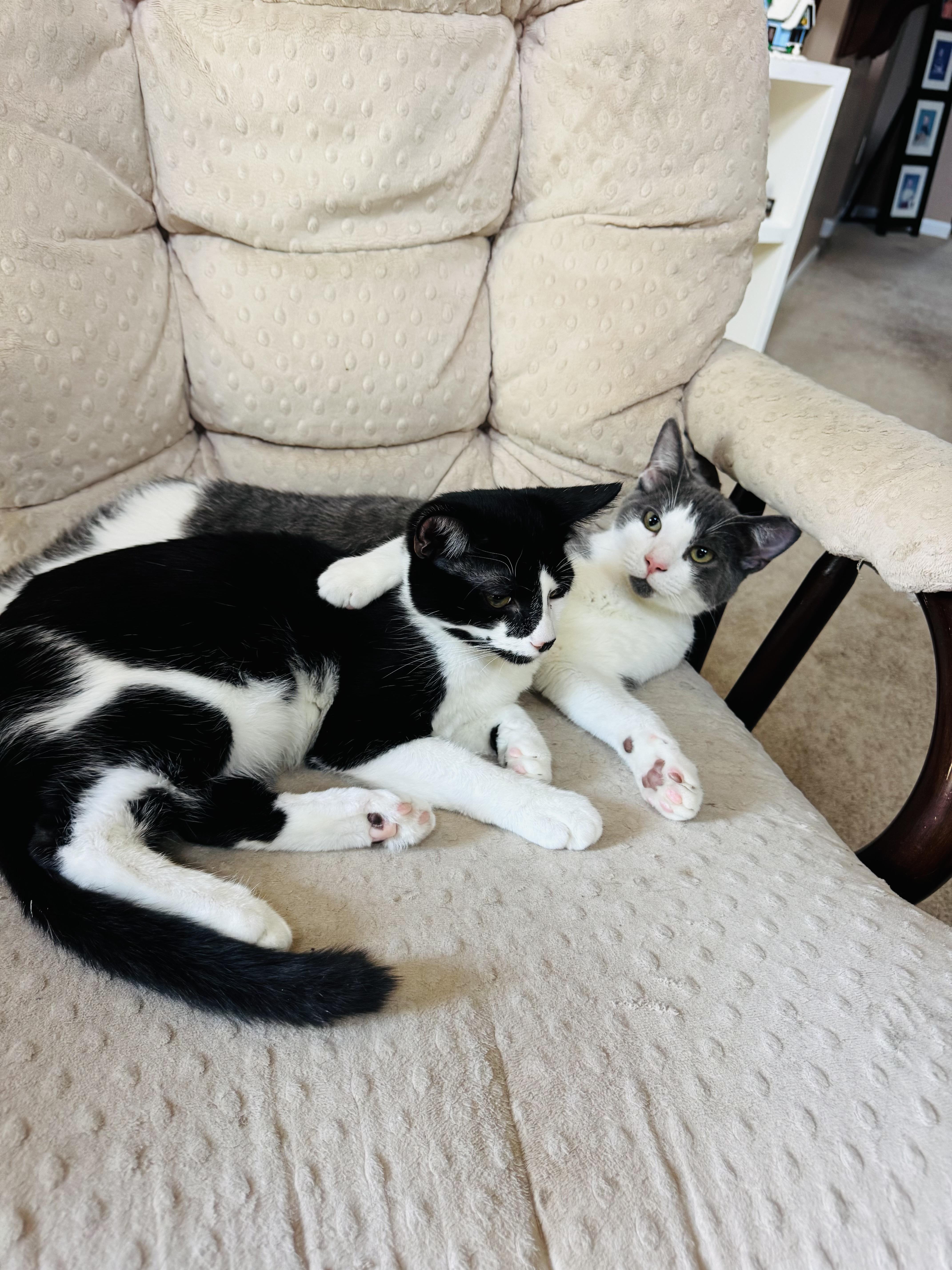 Enlarge Danny and Joey. BONDED, a Adoptable Domestic Short Hair in Charlotte, NC image 1/6