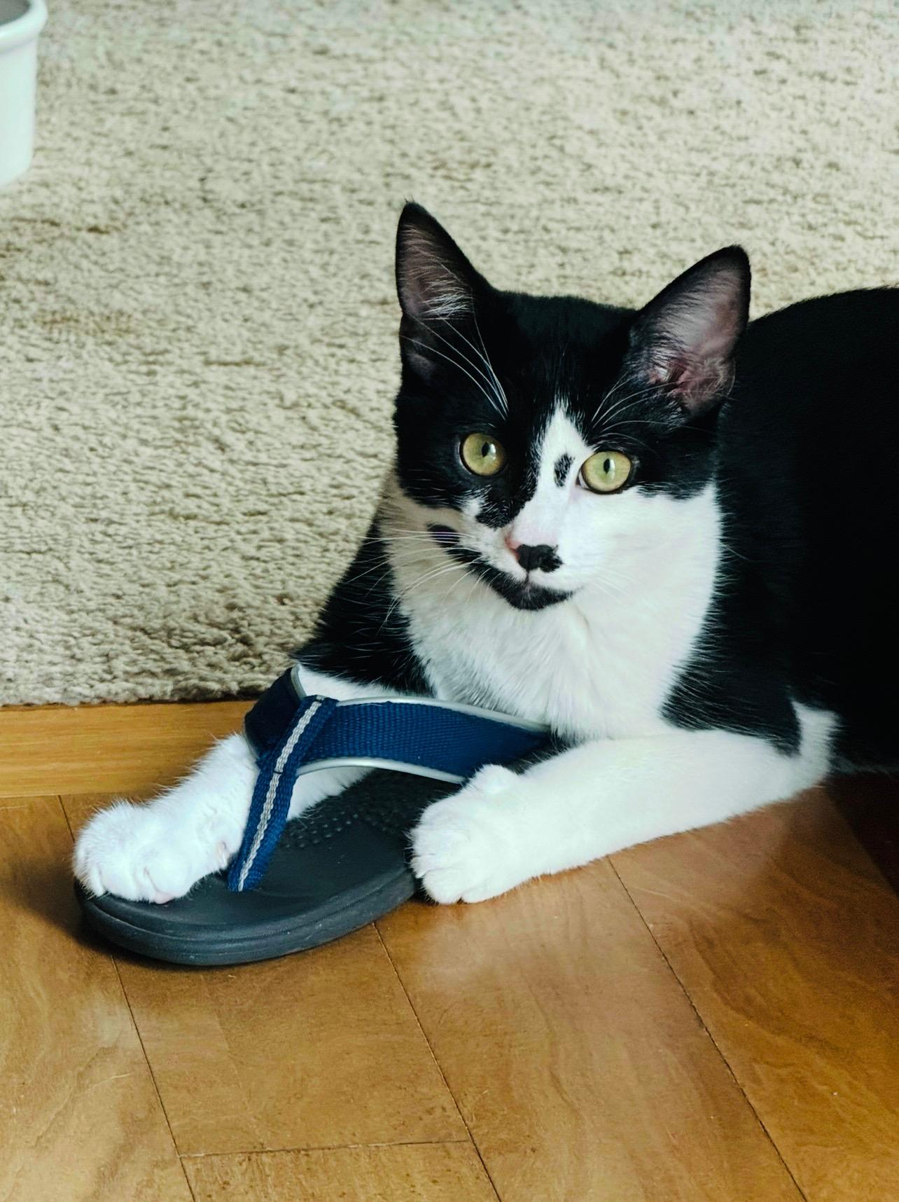 Enlarge Danny and Joey. BONDED, a Adoptable Domestic Short Hair in Charlotte, NC image 2/6