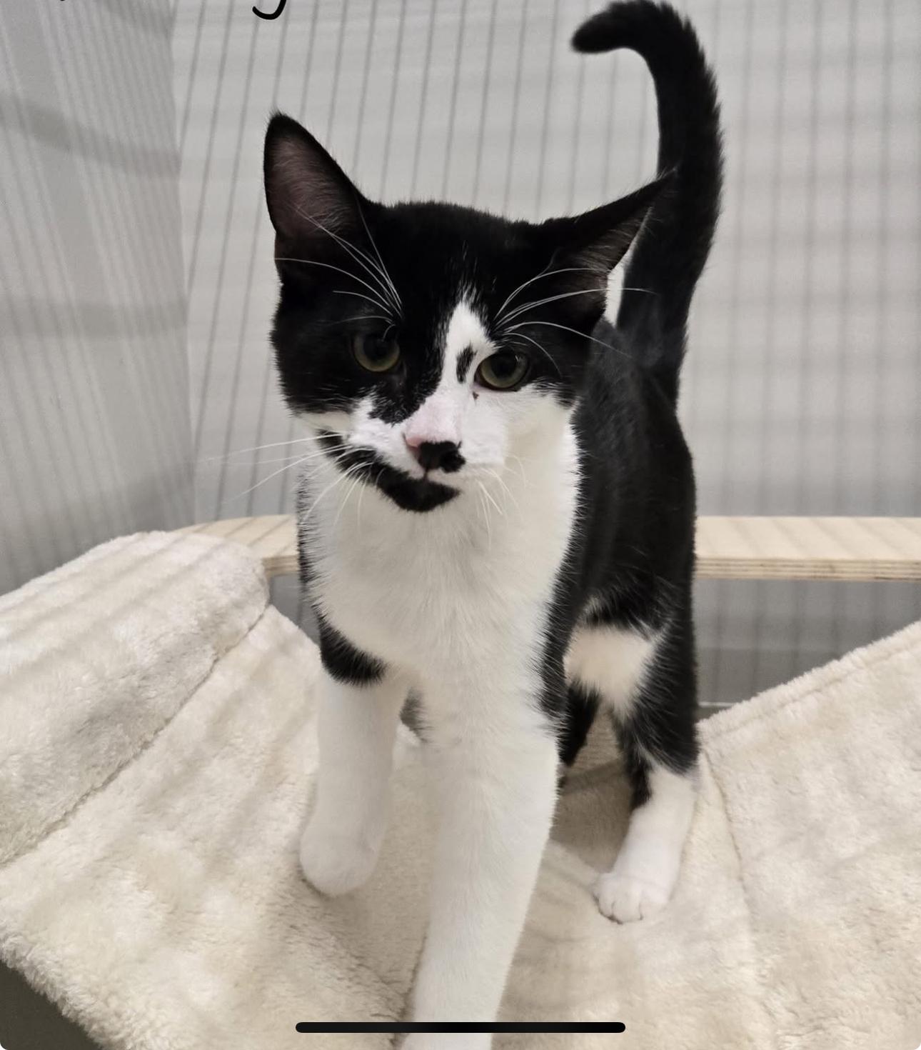 Enlarge Danny and Joey. BONDED, a Adoptable Domestic Short Hair in Charlotte, NC image 3/6