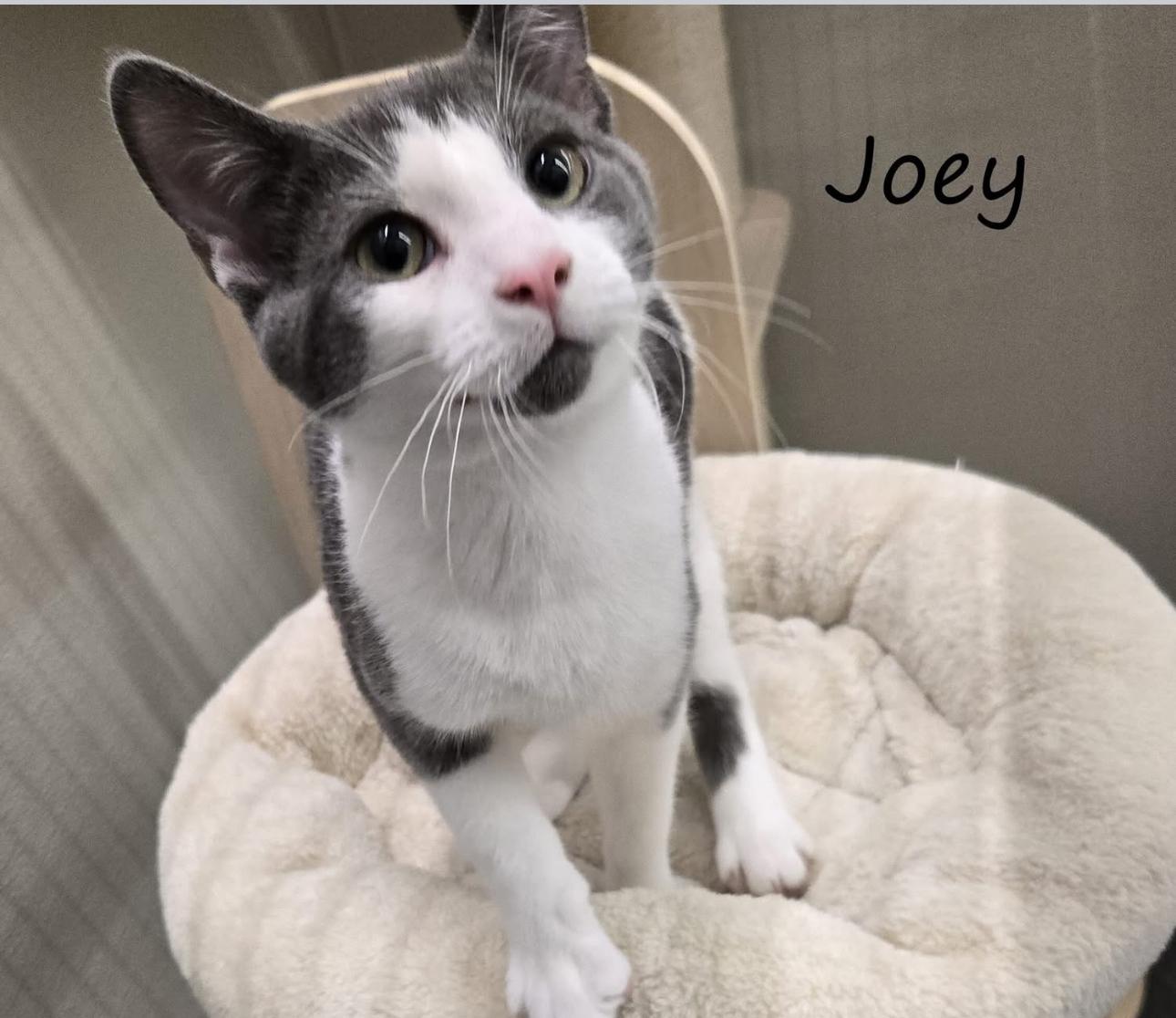 Danny and Joey. BONDED, Adoptable, Young Male Domestic Short Hair.