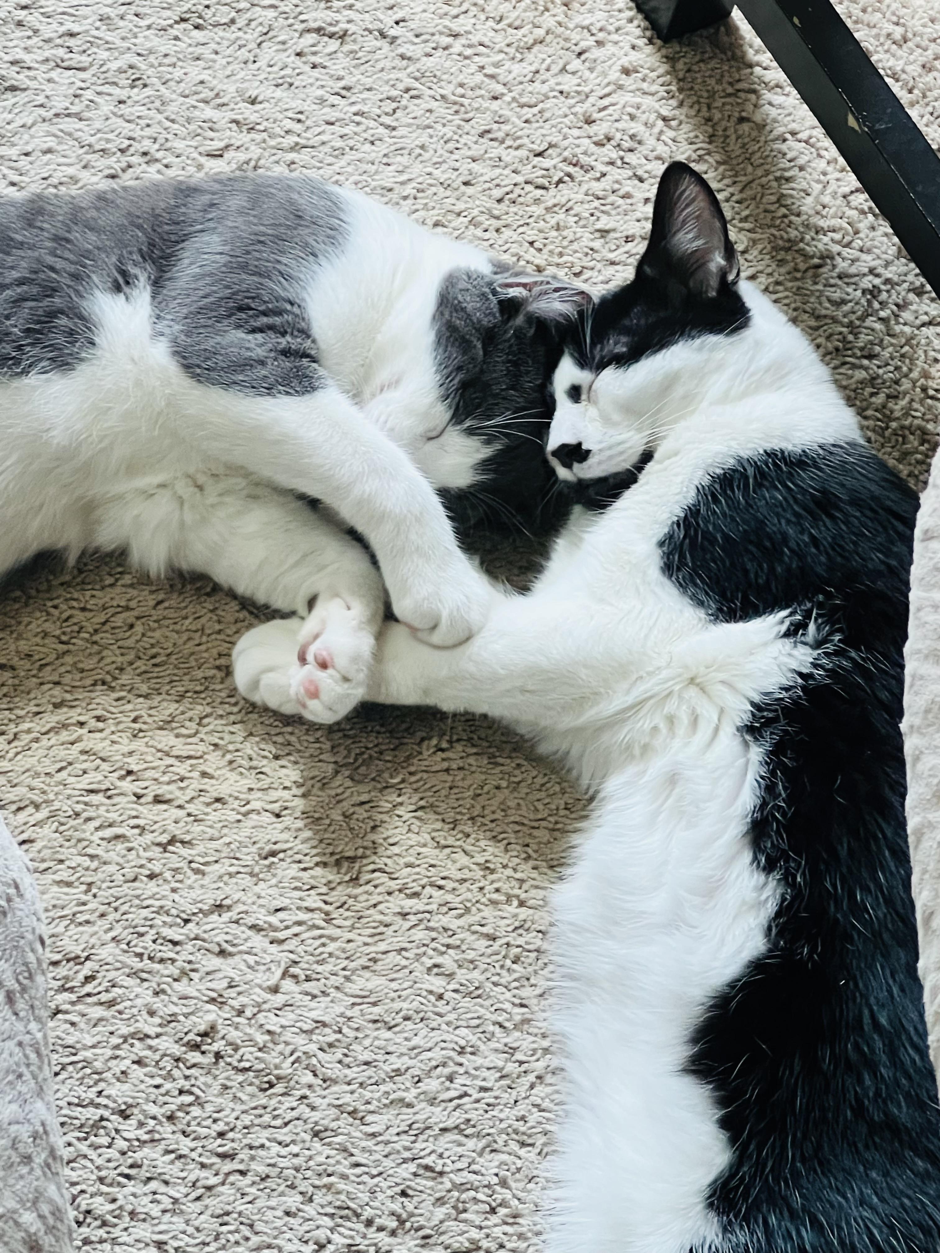 Enlarge Danny and Joey. BONDED, a Adoptable Domestic Short Hair in Charlotte, NC image 5/6