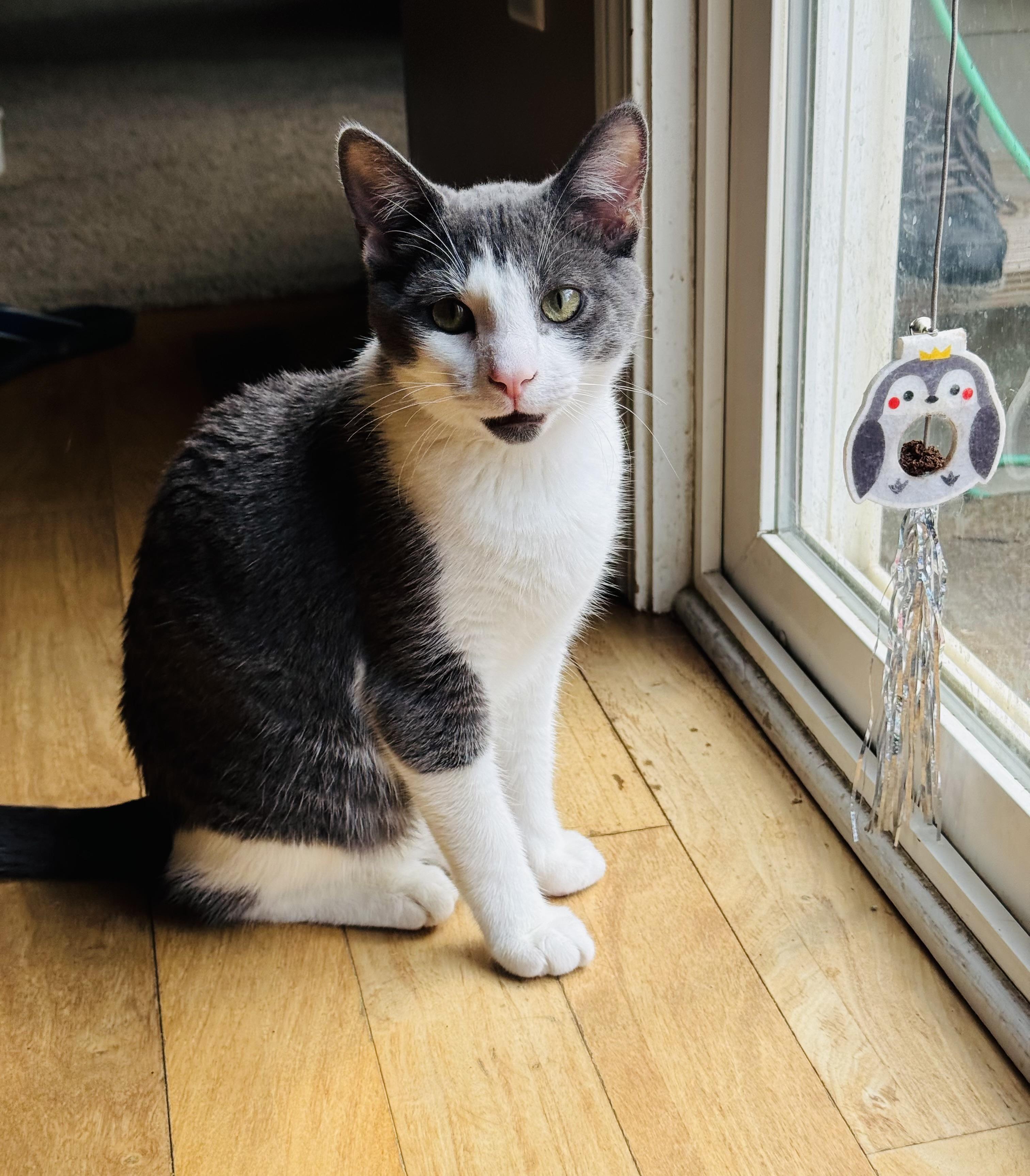 Enlarge Danny and Joey. BONDED, a Adoptable Domestic Short Hair in Charlotte, NC image 6/6