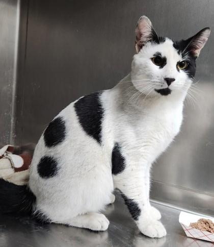 Domino, Adult Male Domestic Short Hair