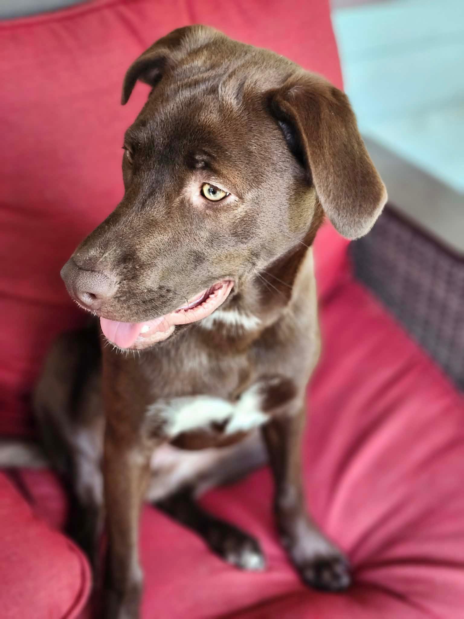 Enlarge Oliver, a Adopted mixed breed in Raeford, NC image 2/2