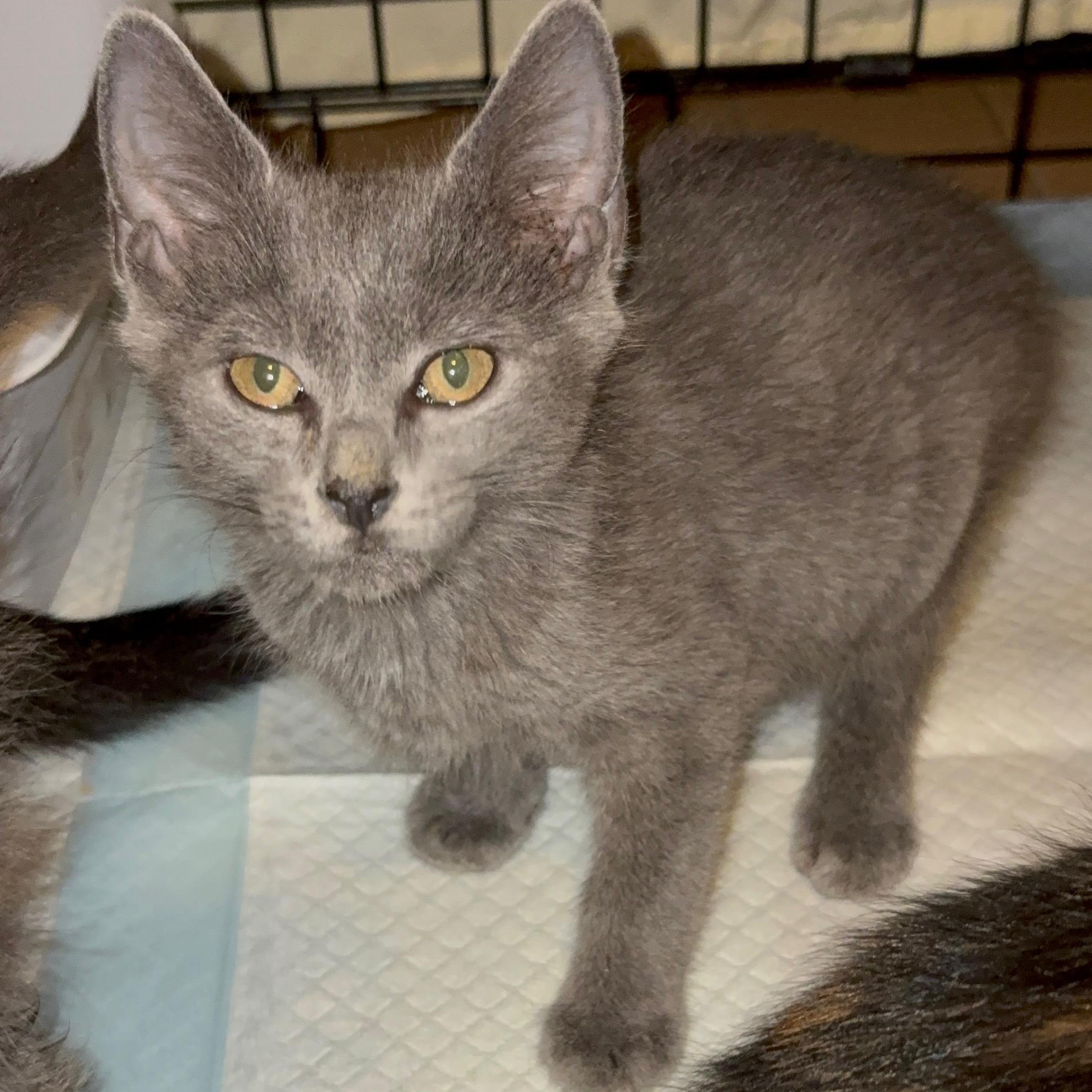 Enlarge Boston Kreme, a Adoptable Domestic Short Hair in LITTLE MOUNTAIN, SC image 3/5