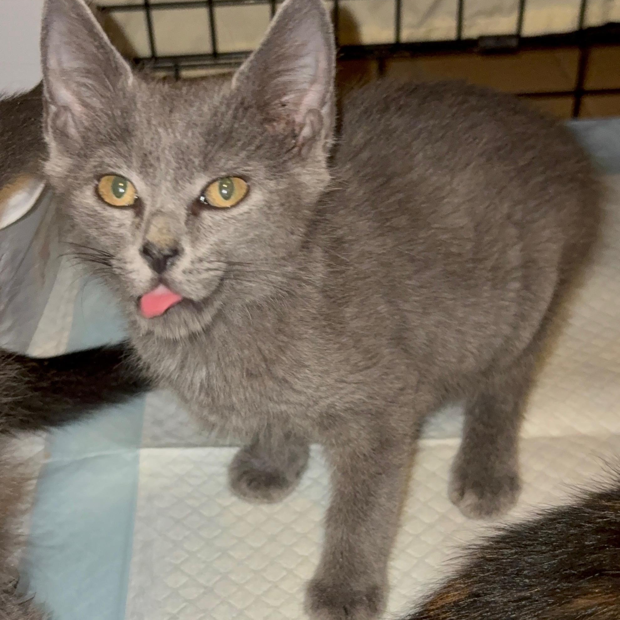 Enlarge Boston Kreme, a Adoptable Domestic Short Hair in LITTLE MOUNTAIN, SC image 2/5