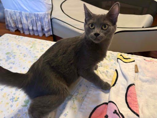 Enlarge Boston Kreme, a Adoptable Domestic Short Hair in LITTLE MOUNTAIN, SC image 1/5
