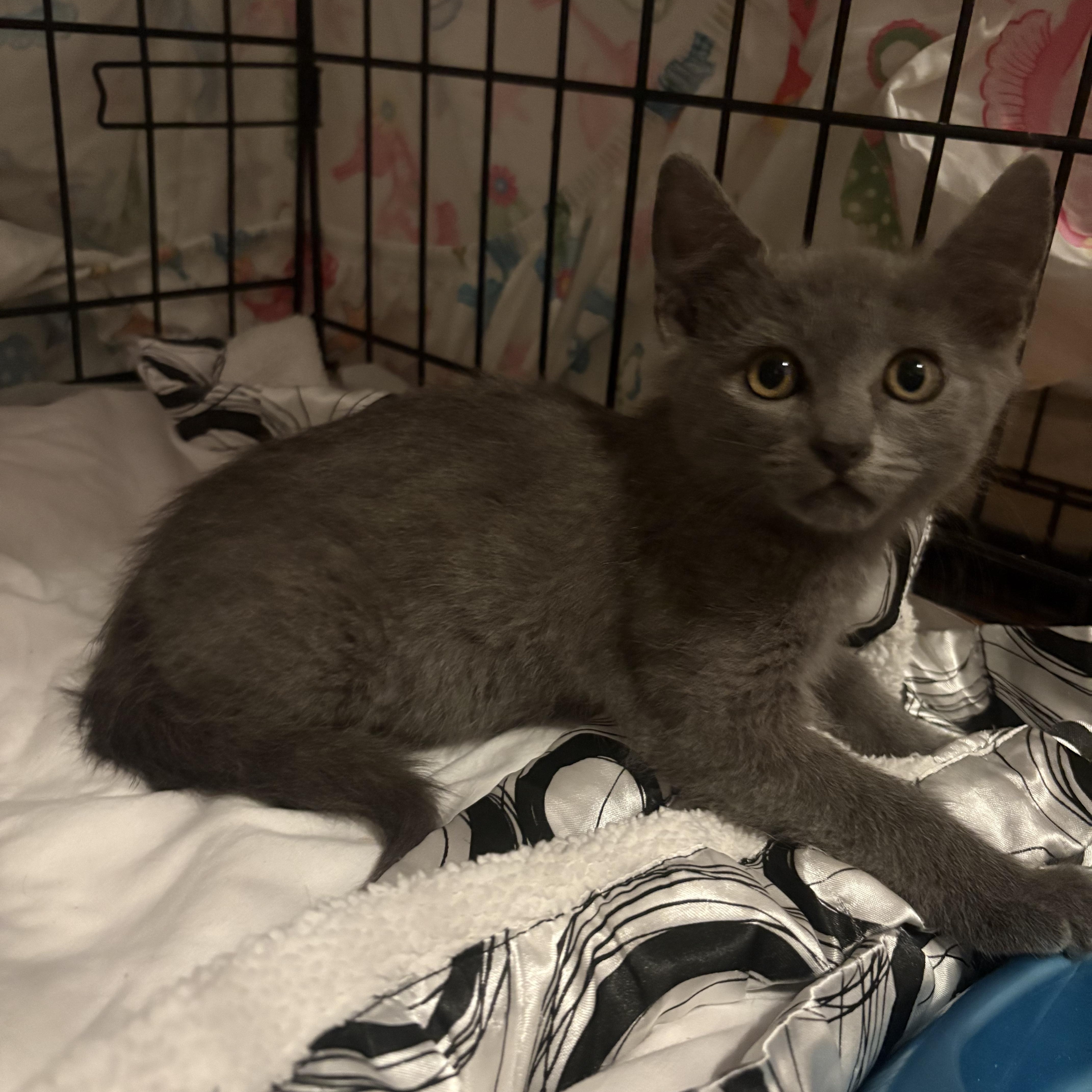 Enlarge Boston Kreme, a Adoptable Domestic Short Hair in LITTLE MOUNTAIN, SC image 4/5