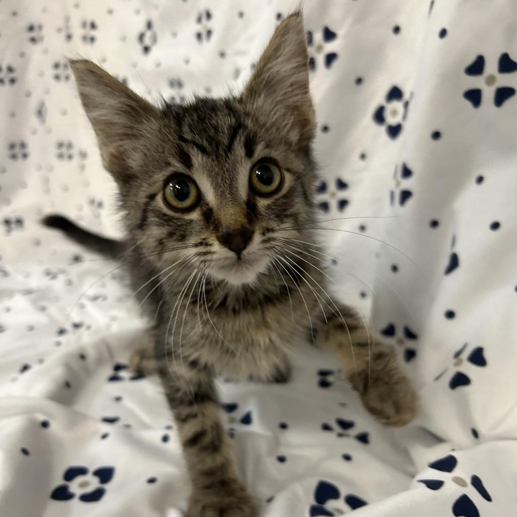 BK3/Emmer- Blue Collar, Adoptable, Kitten Male Domestic Short Hair.