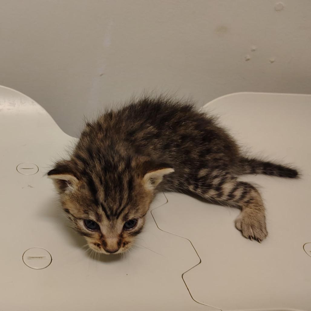 Enlarge BK3/Emmer- Blue Collar, a Adoptable Domestic Short Hair in Coos Bay, OR image 2/4