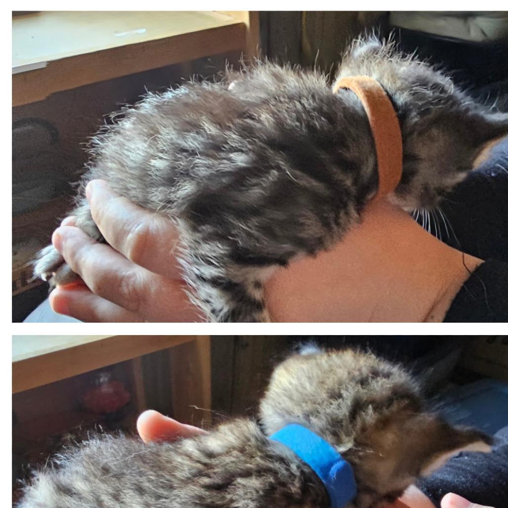 Enlarge BK3/Emmer- Blue Collar, a Adoptable Domestic Short Hair in Coos Bay, OR image 3/4