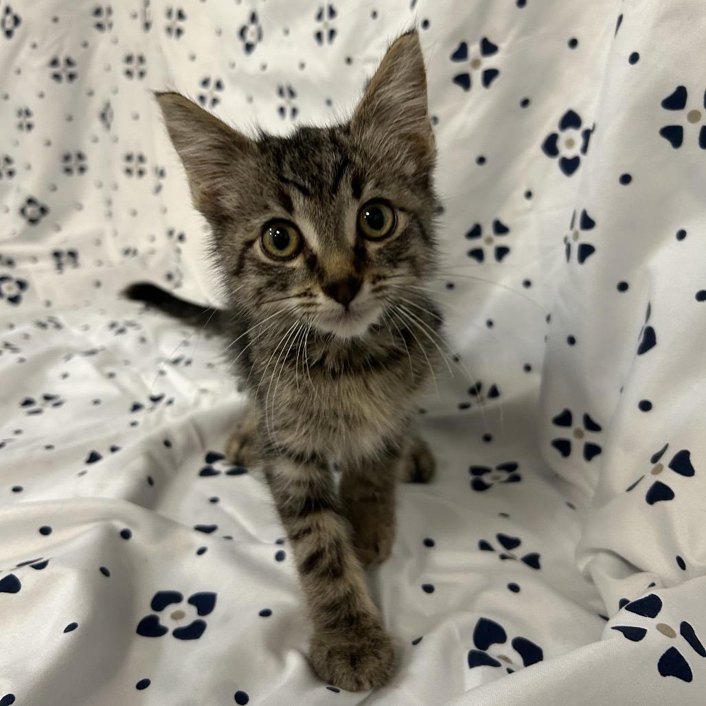 Enlarge BK3/Emmer- Blue Collar, a Adoptable Domestic Short Hair in Coos Bay, OR image 4/4