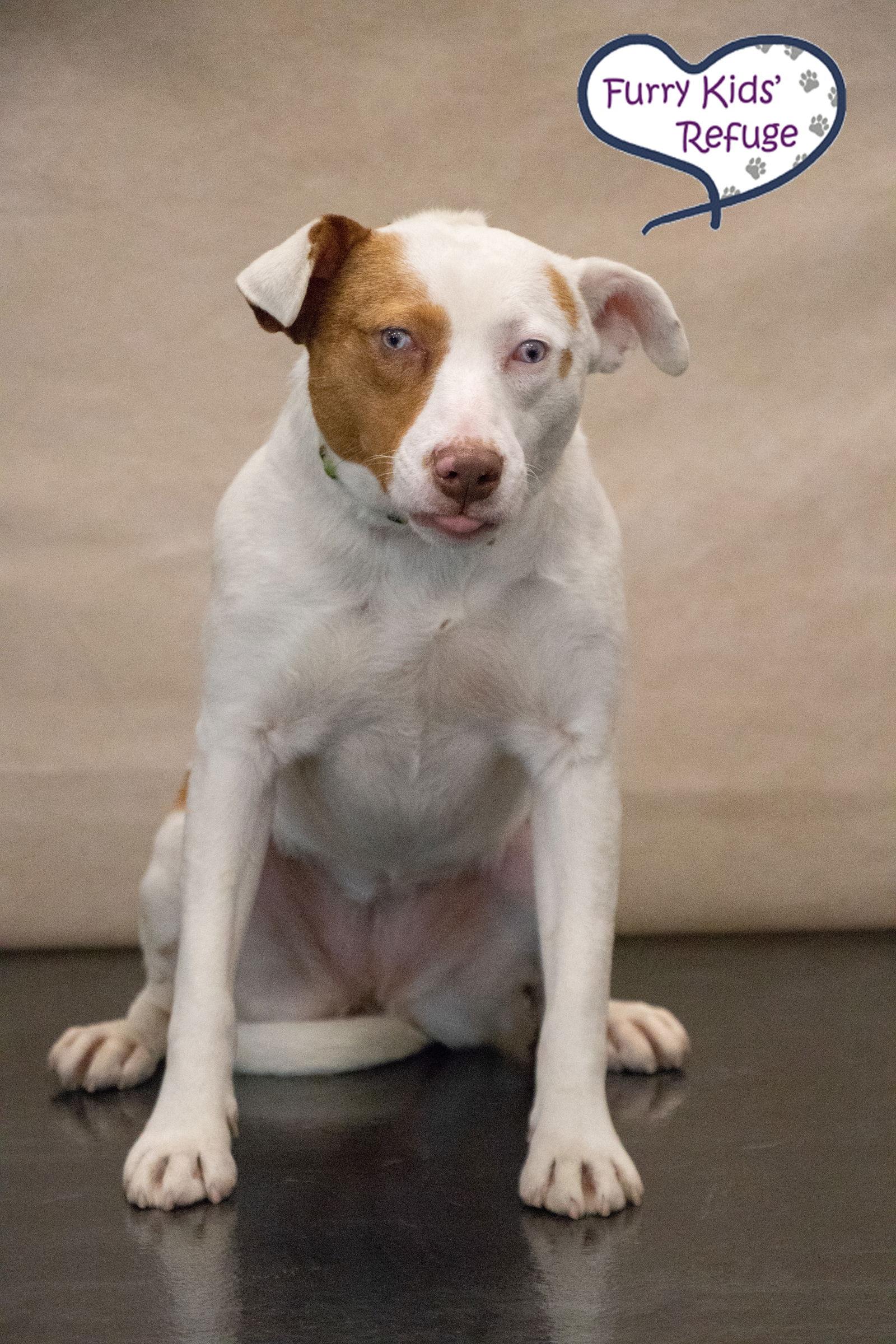 Enlarge Summer, a Adoptable mixed breed in Lee's Summit, MO image 1/3