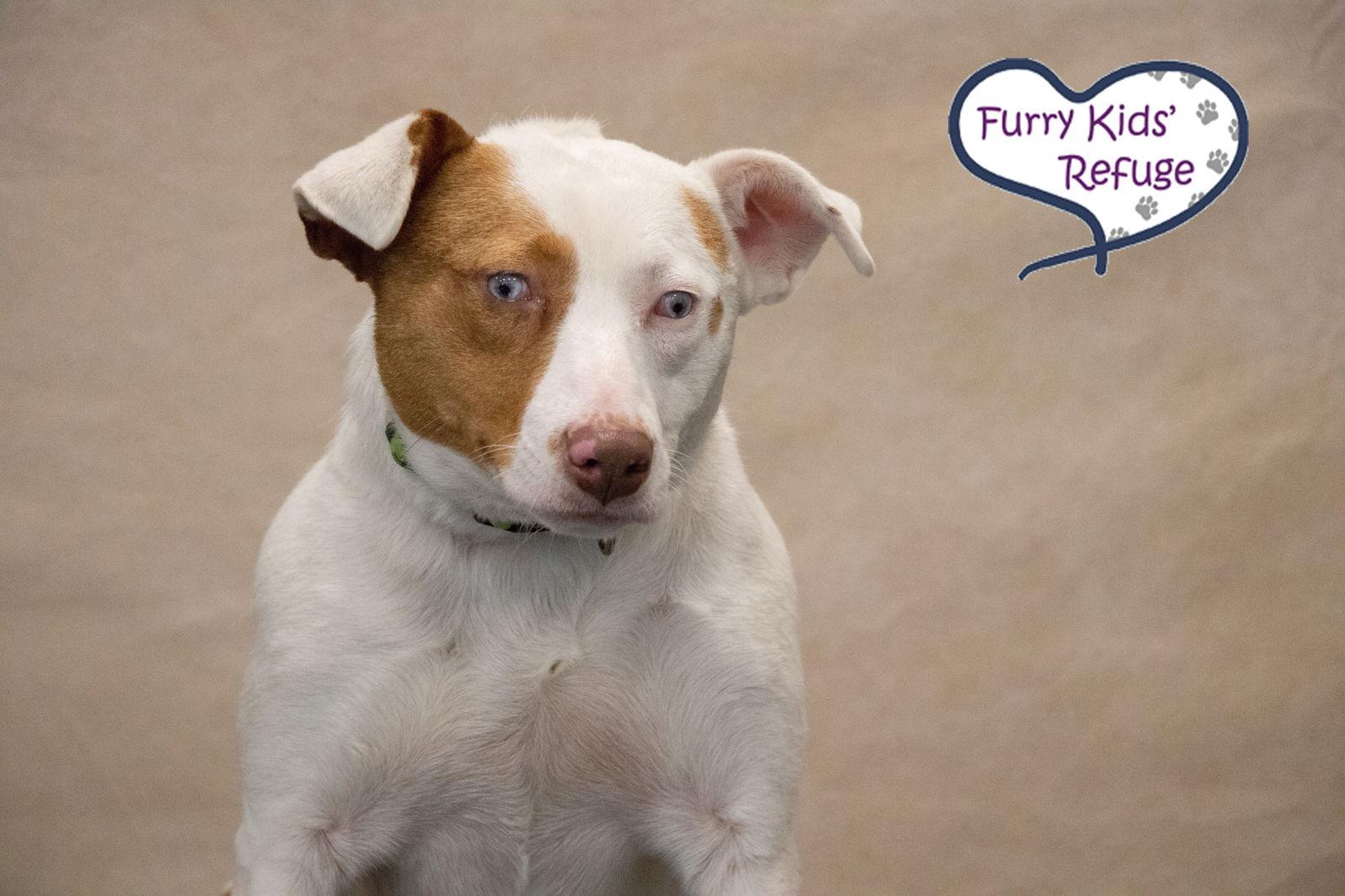 Enlarge Summer, a Adoptable mixed breed in Lee's Summit, MO image 2/3