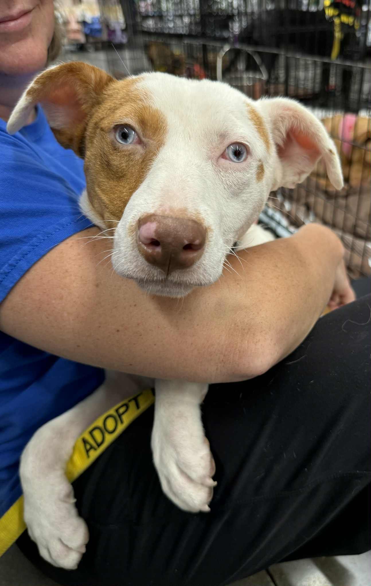 Enlarge Summer, a Adoptable mixed breed in Lee's Summit, MO image 2/2