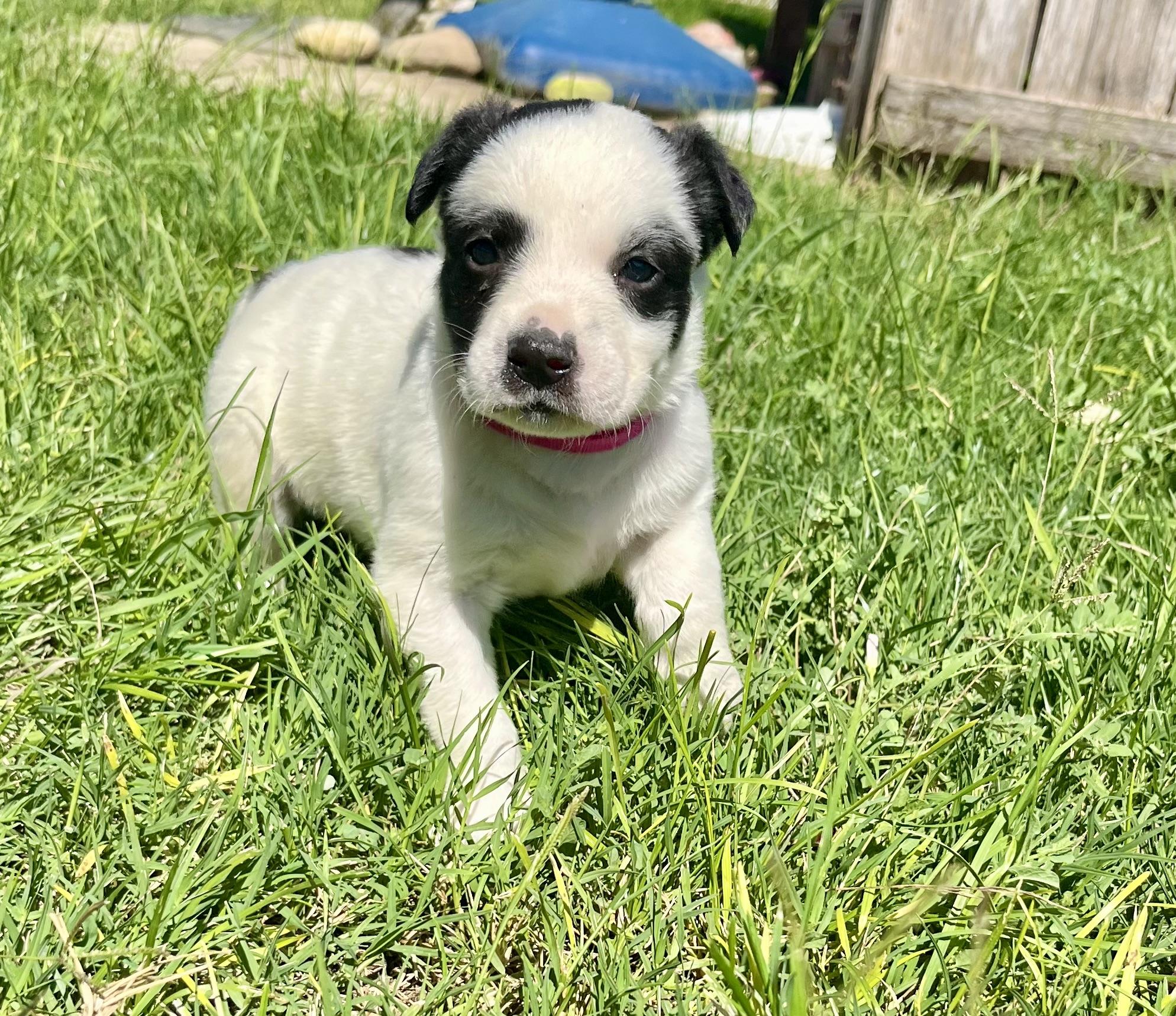 Enlarge Dottie, a Adopted mixed breed in stockton, CA image 3/5