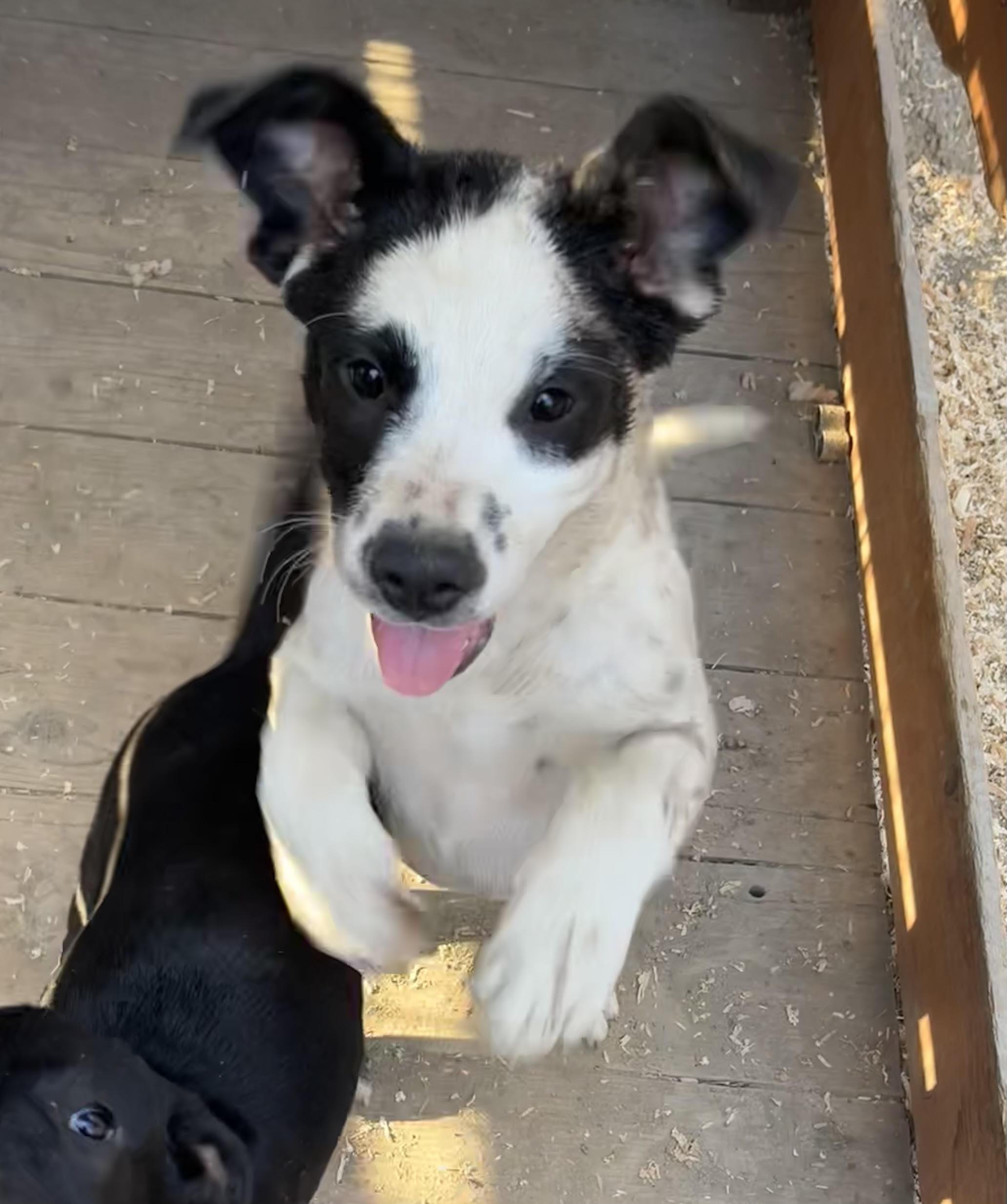 Enlarge Dottie, a Adopted mixed breed in stockton, CA image 2/5