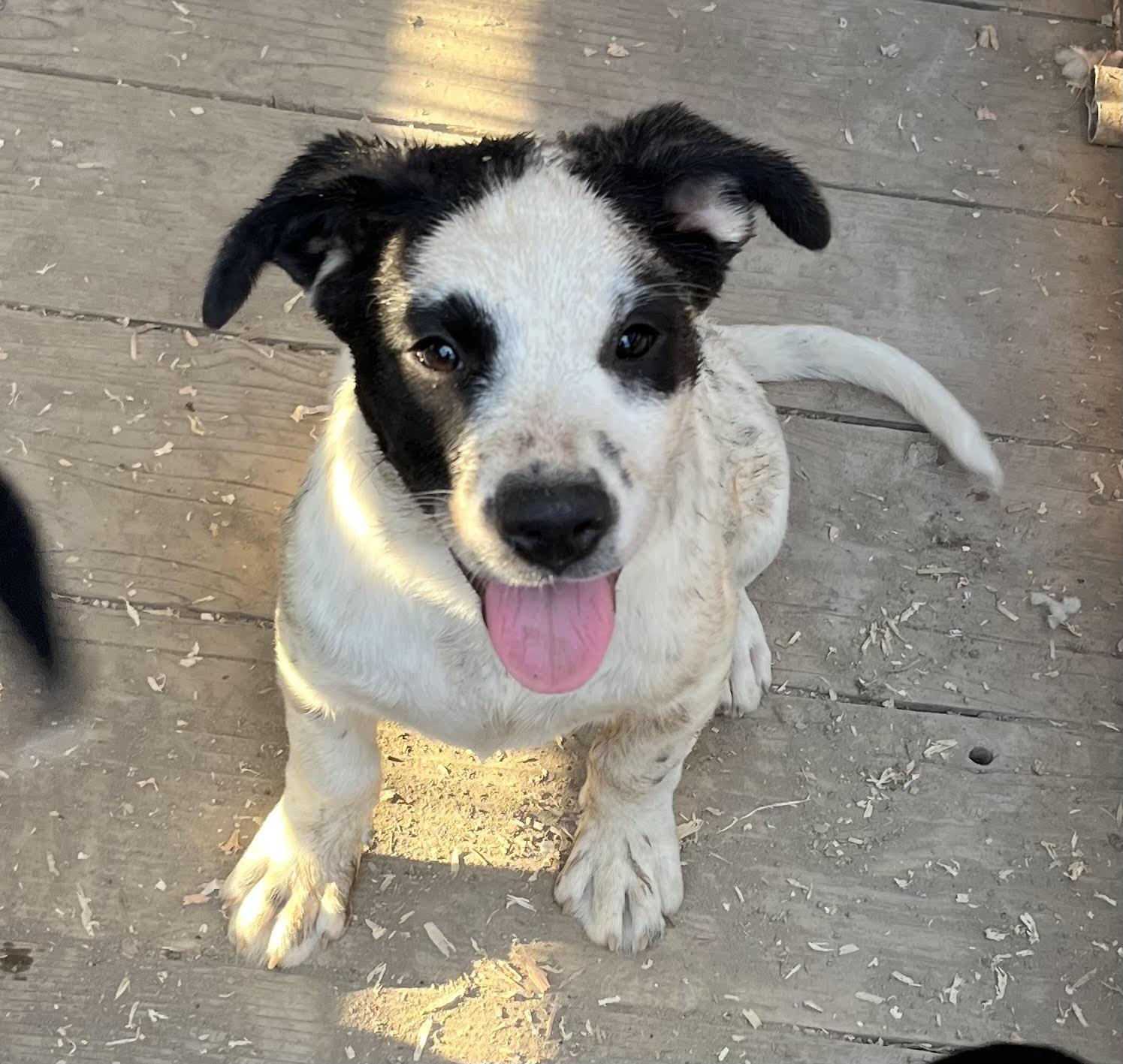 Enlarge Dottie, a Adopted mixed breed in stockton, CA image 1/5